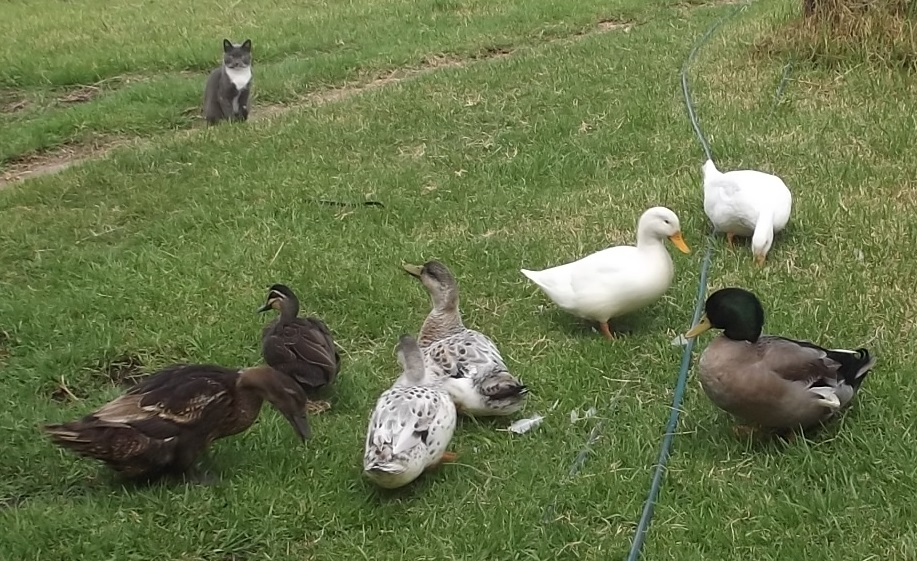 With most of the flock, and Shadow cat
