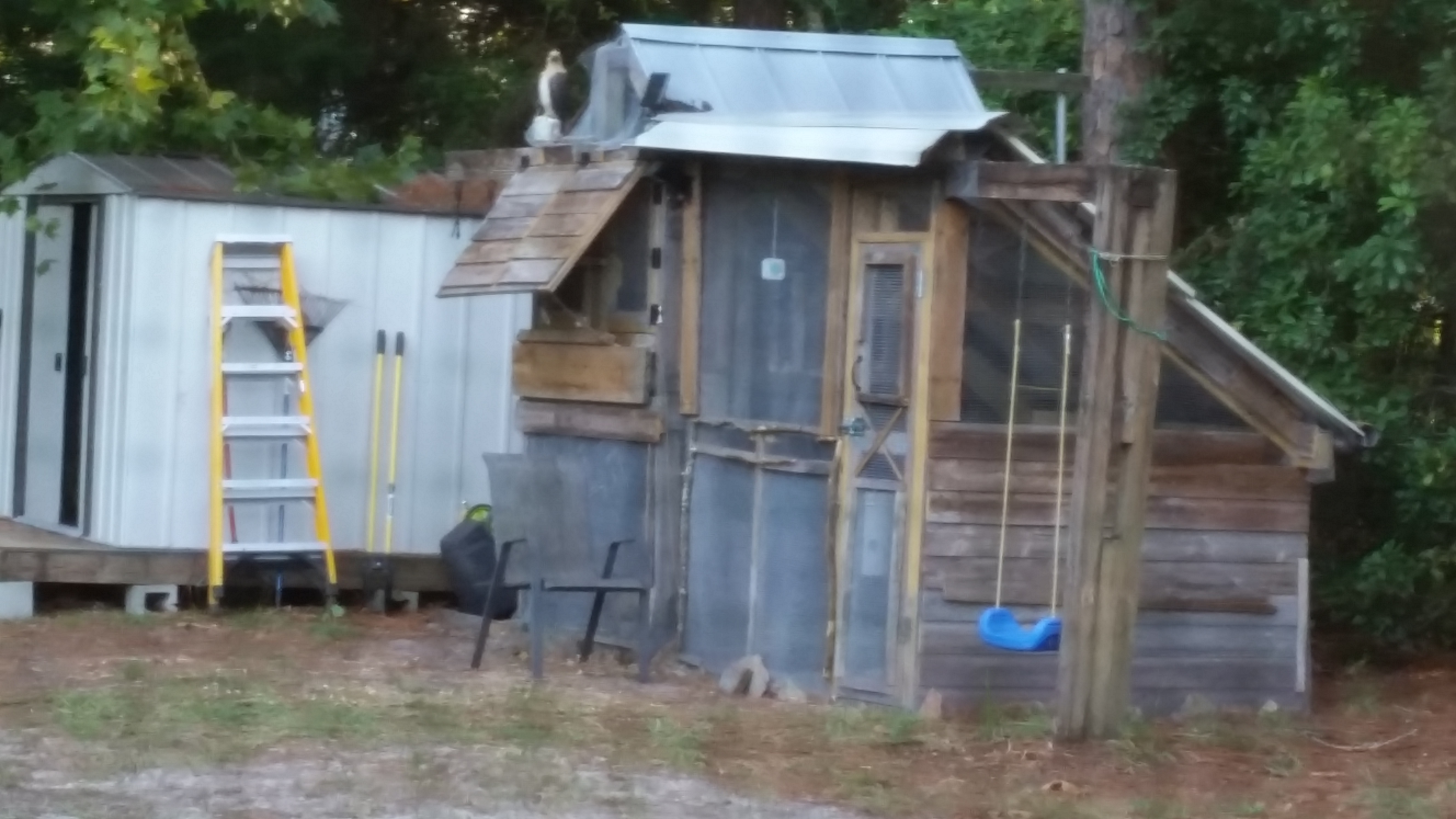 With motion activated security light and decoy hawk