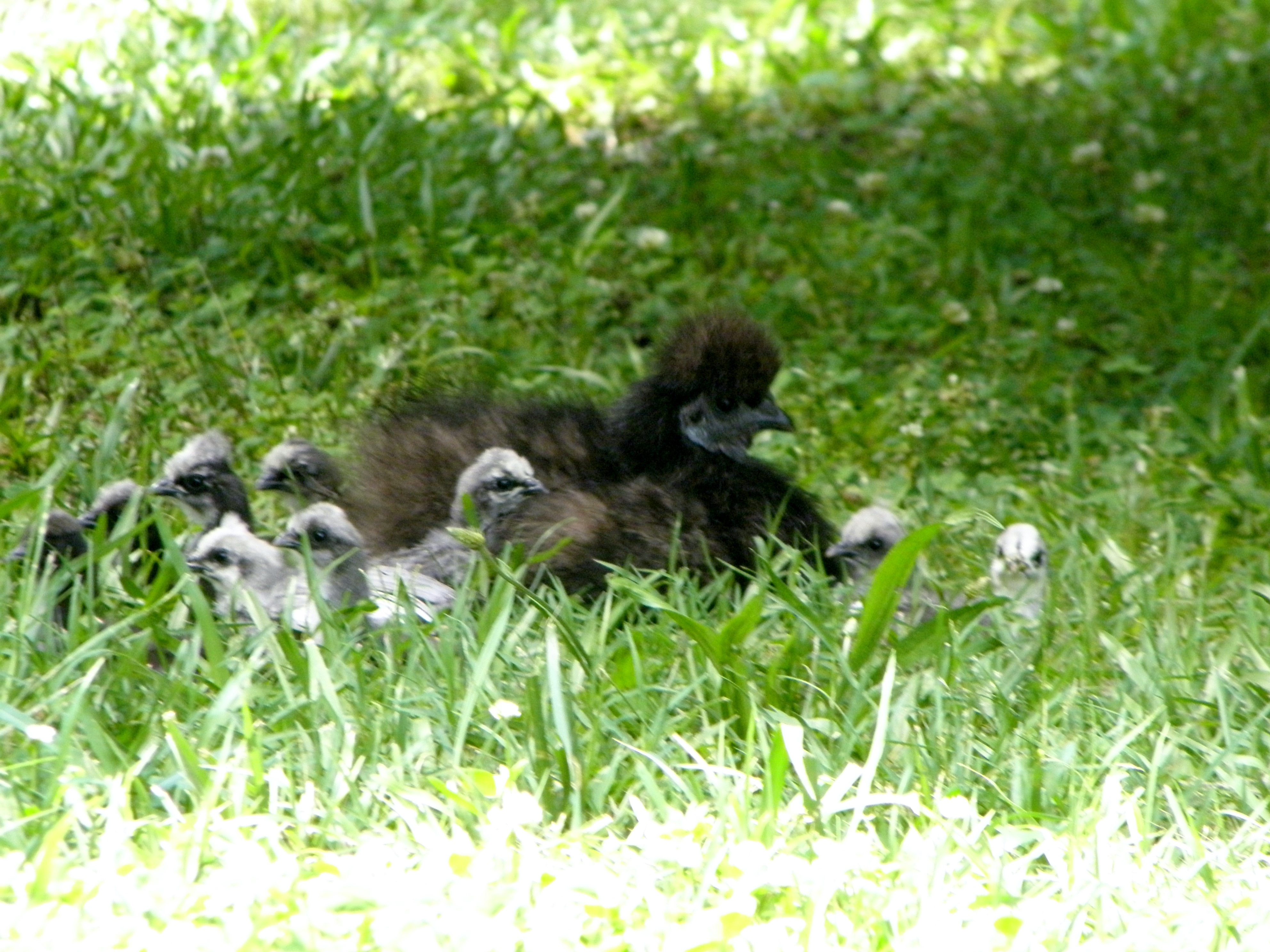 With nine chicks to look after, Mama needs her rest!