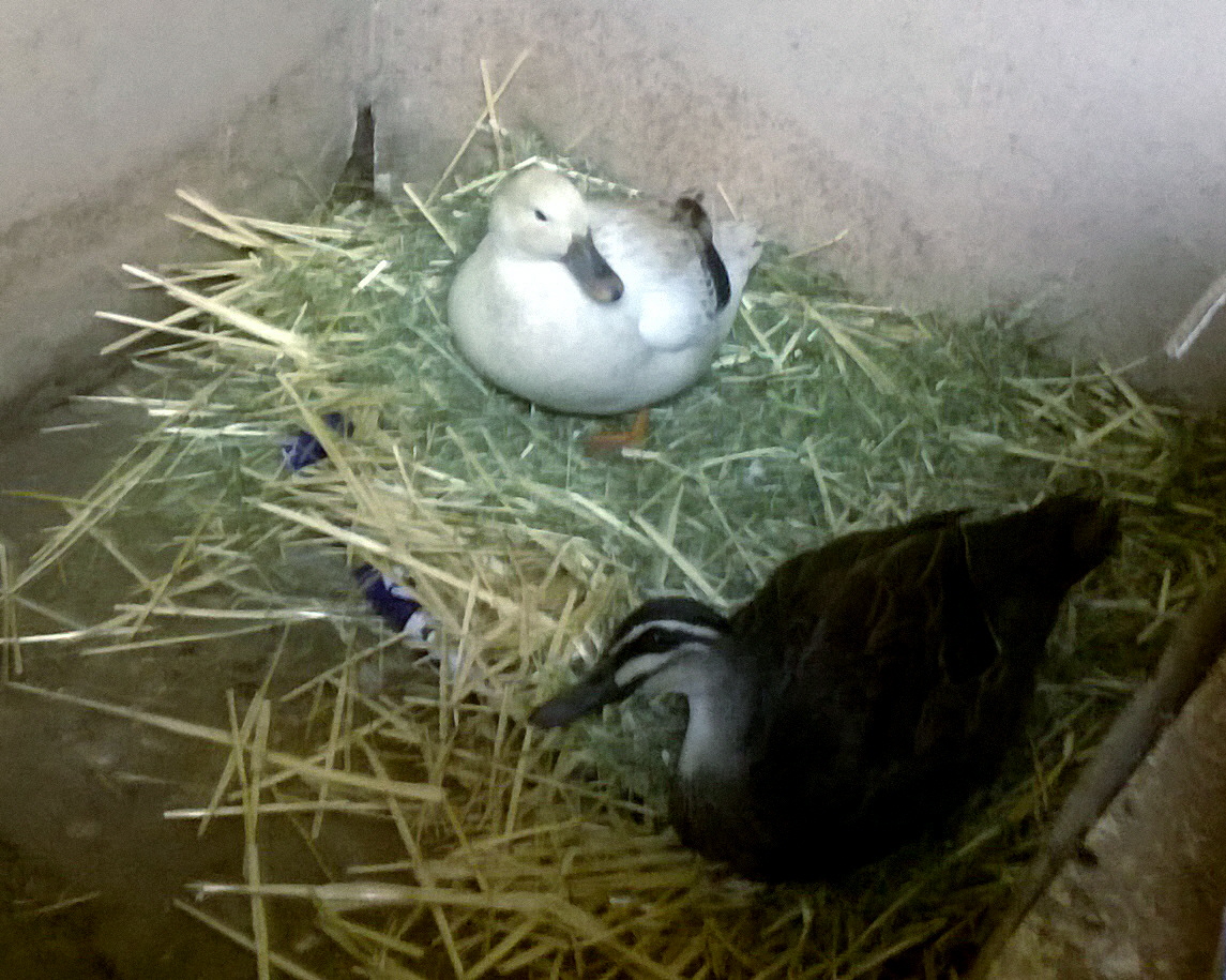 With Stormy. I tried for a few nights to make them mates and intended to pen them together this spring. After a couple of nights of complaints I switched Stormy to Varia. He was so happy.