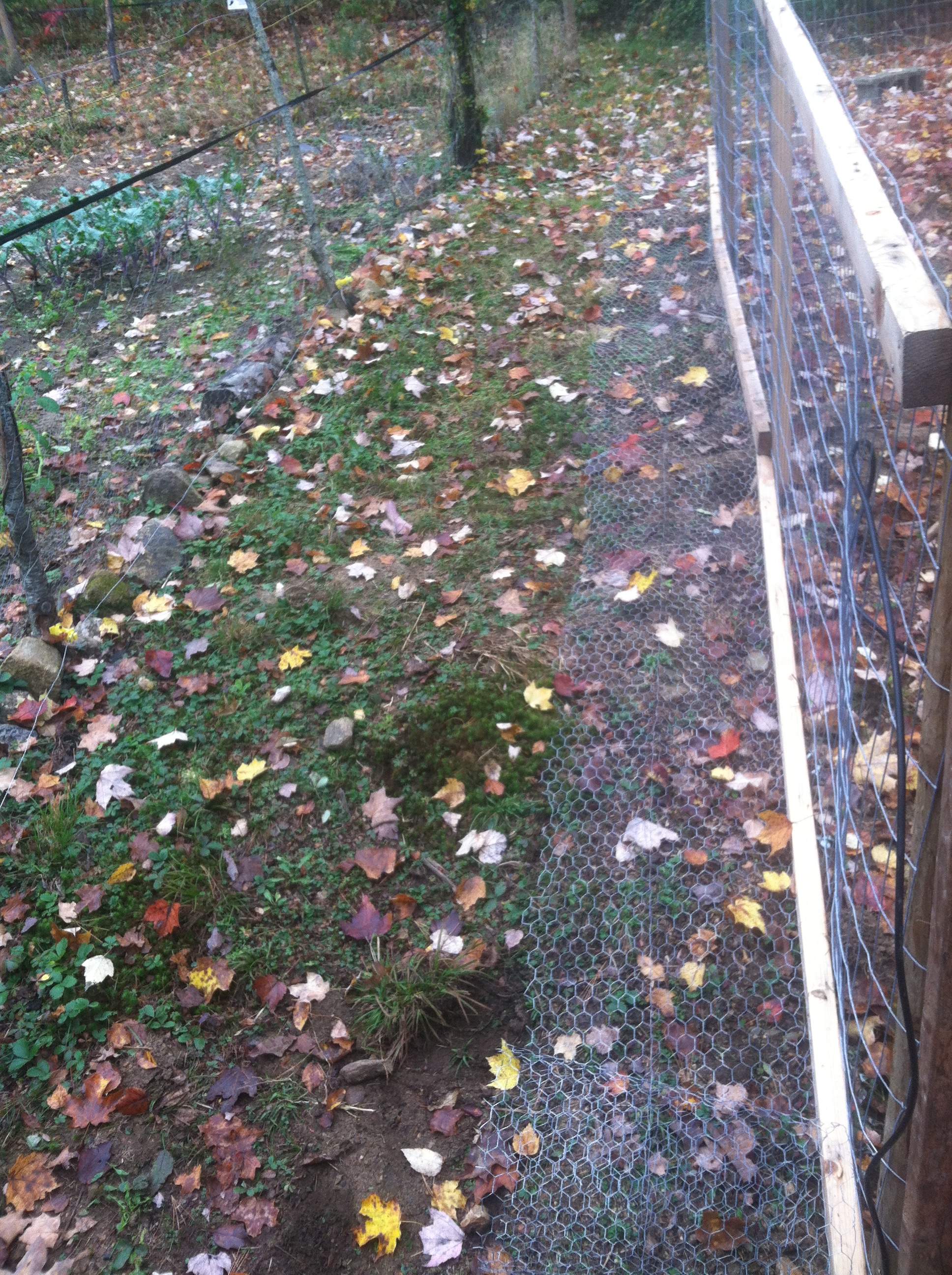 With the leaves this fall I will put them over chicken wire apron to discourage any predators from digging in.