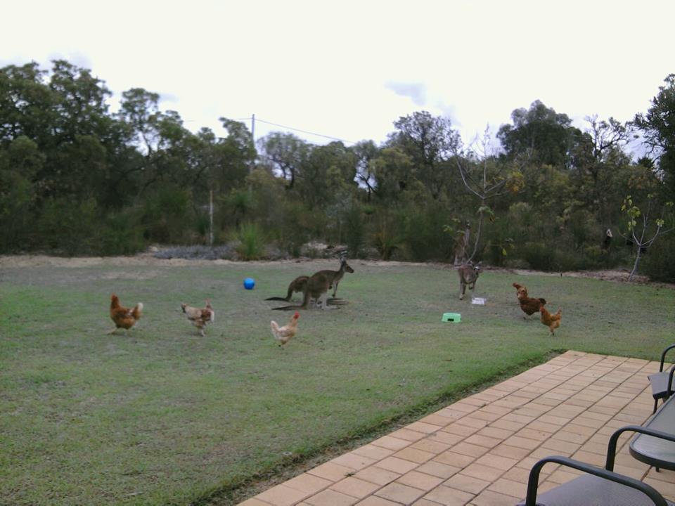 With  the wild kangaroos