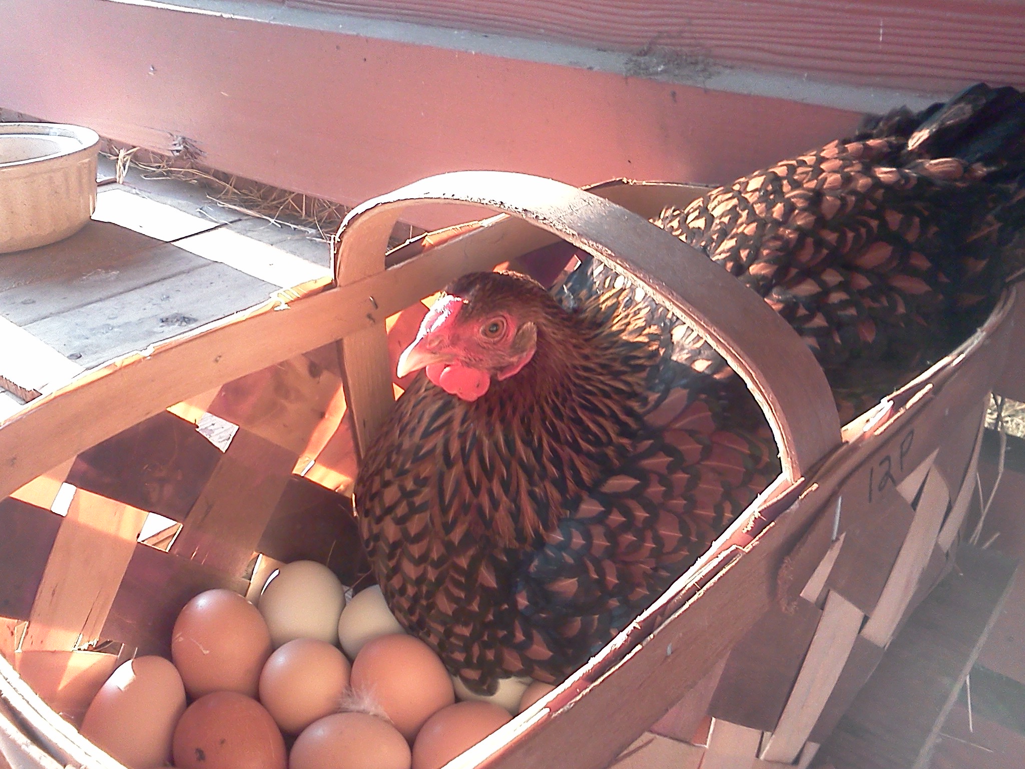 Wonder if I can cover all these eggs.