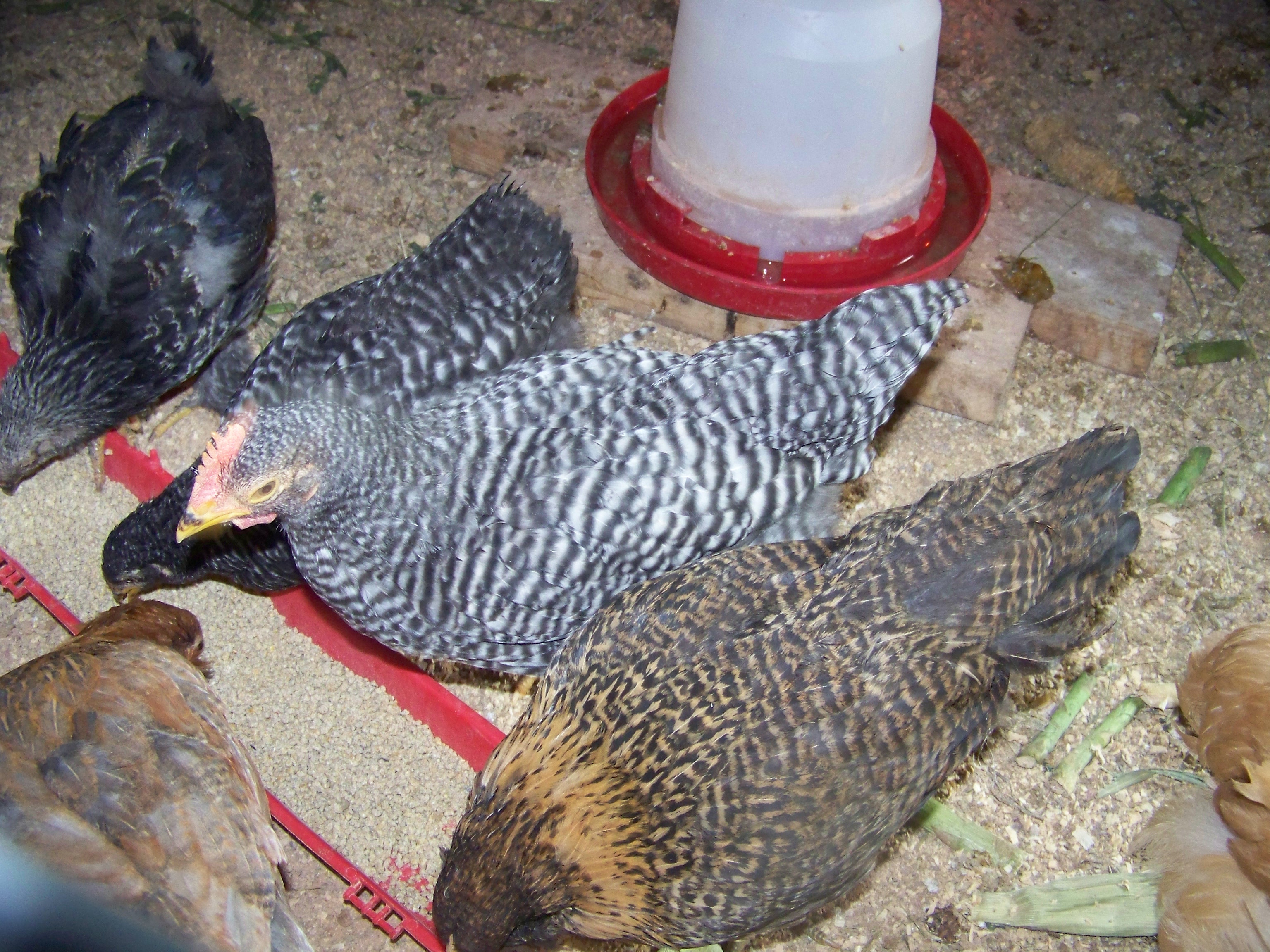 Wondering if these two are roosters?