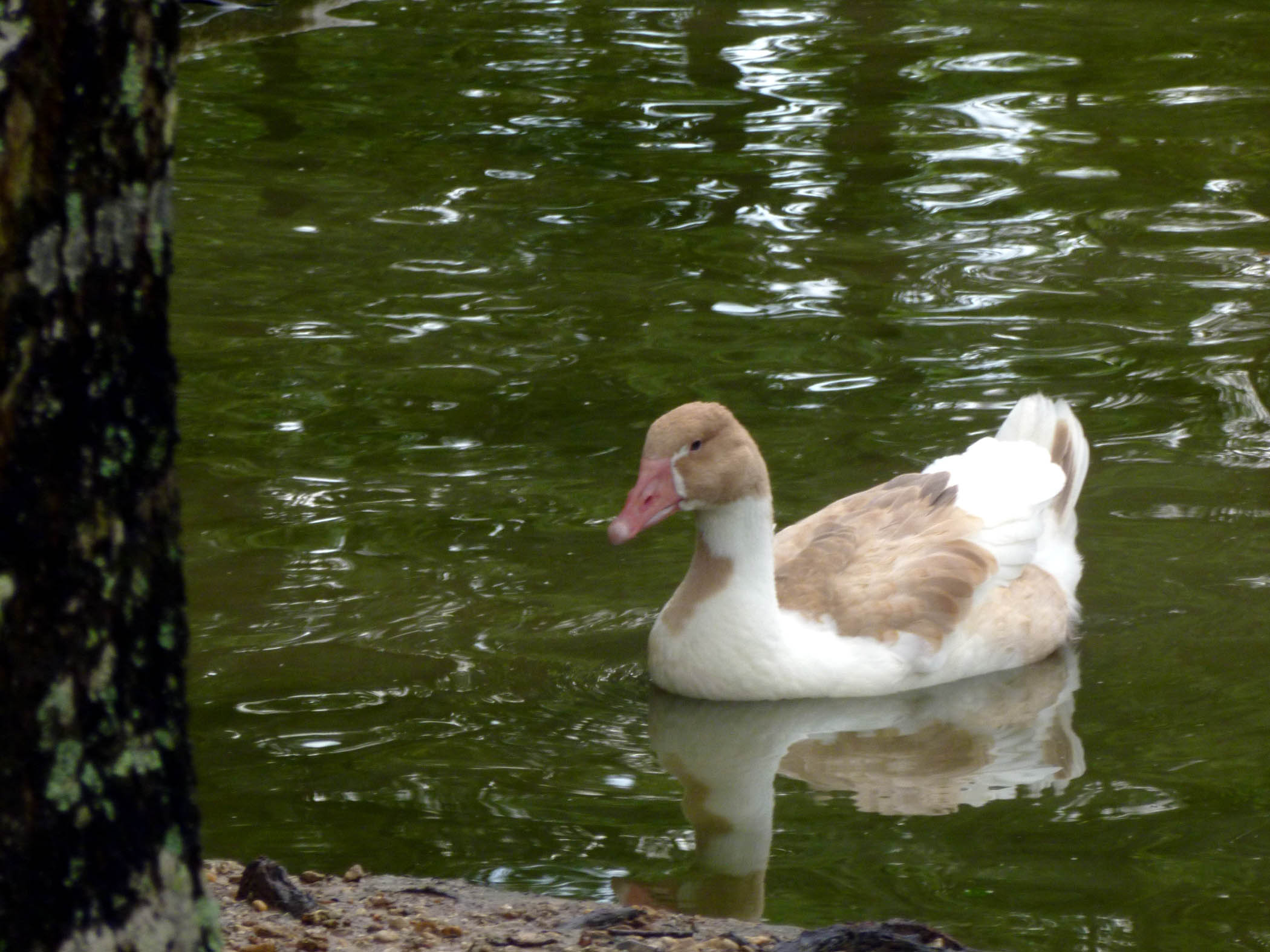 Wonky, out of Kawonu's eggs, as a 4 month old.