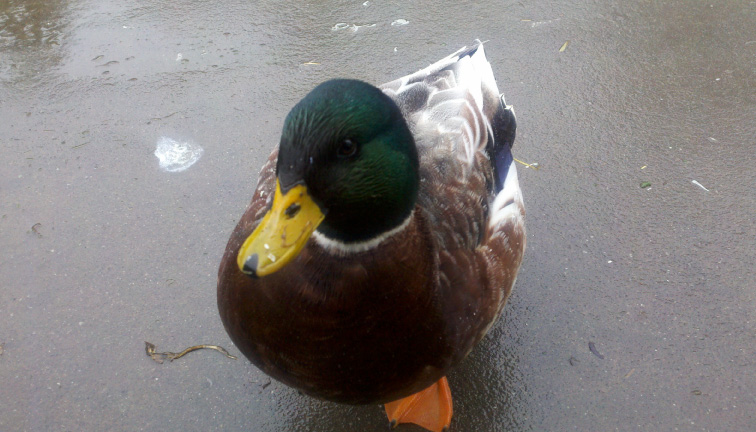 Woodward T. Duck, III
