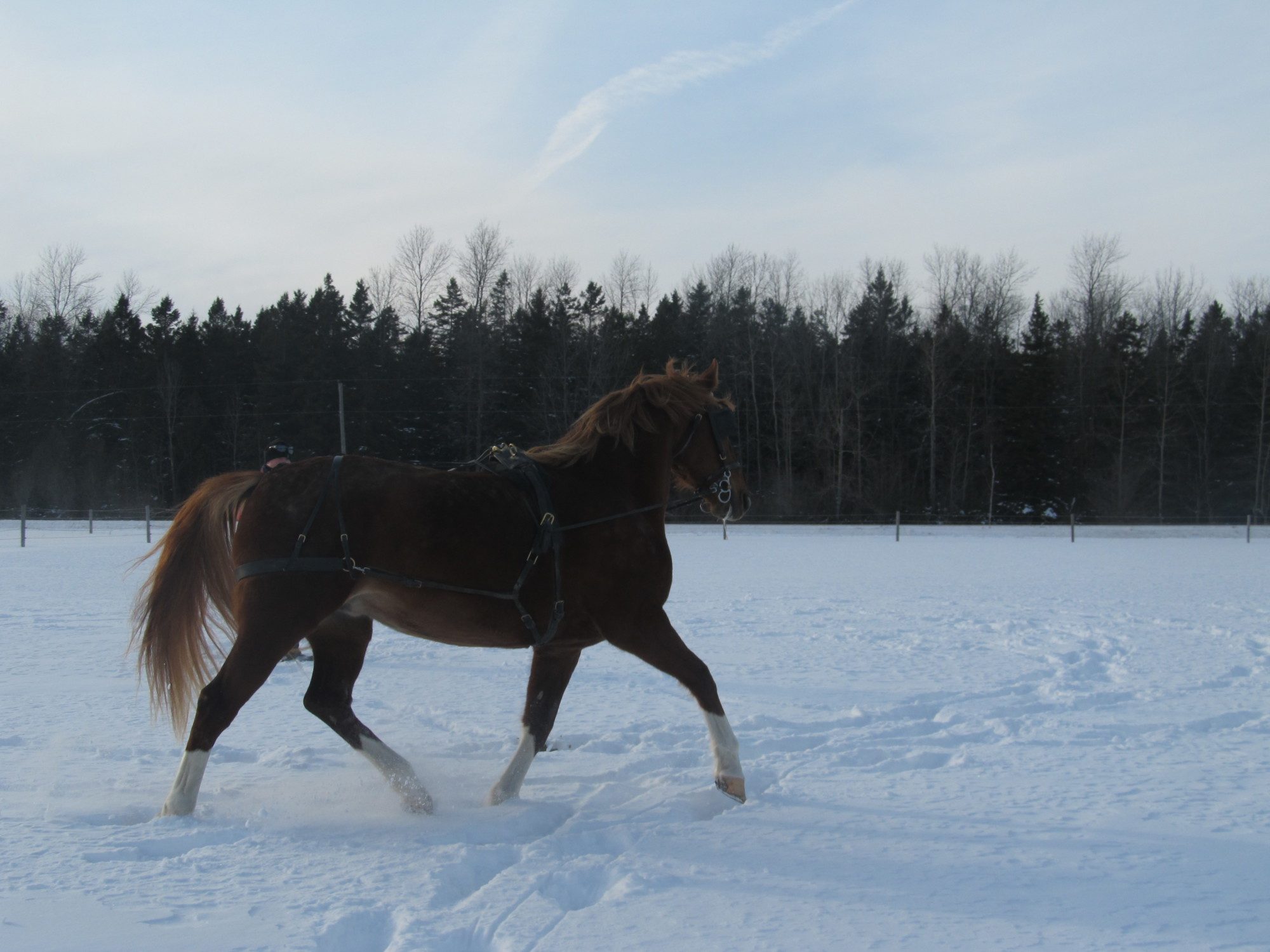 working a young horse