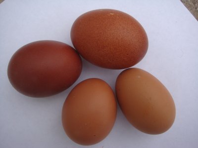 Working on egg color variance