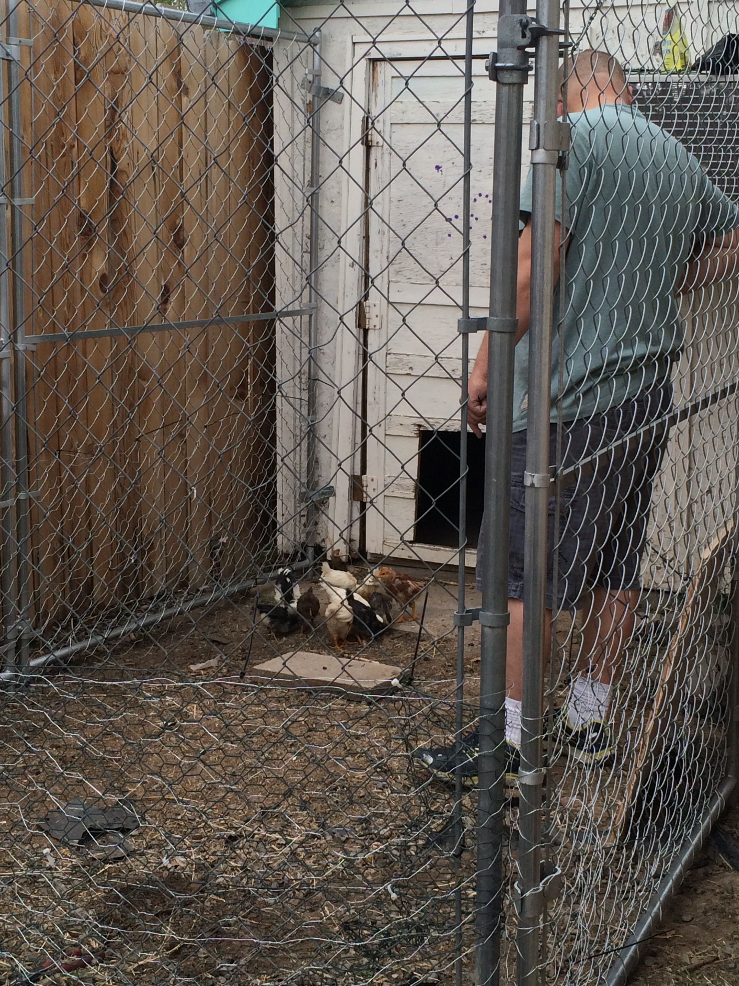 Working on the coop!