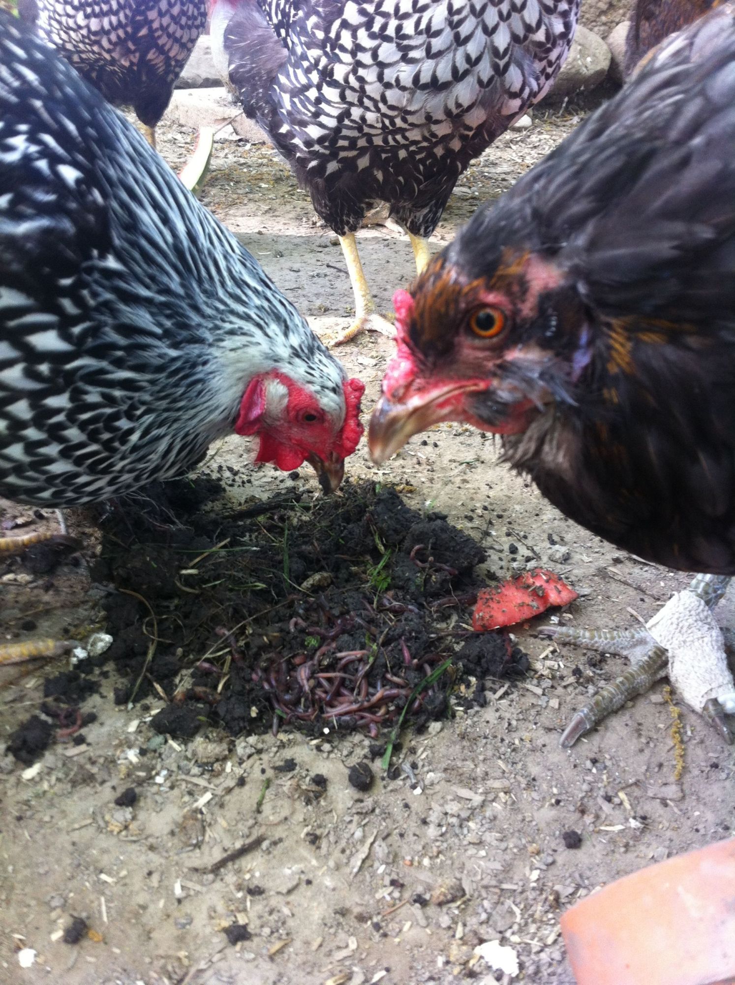 Worms and watermelon.  A nice afternoon snack.
