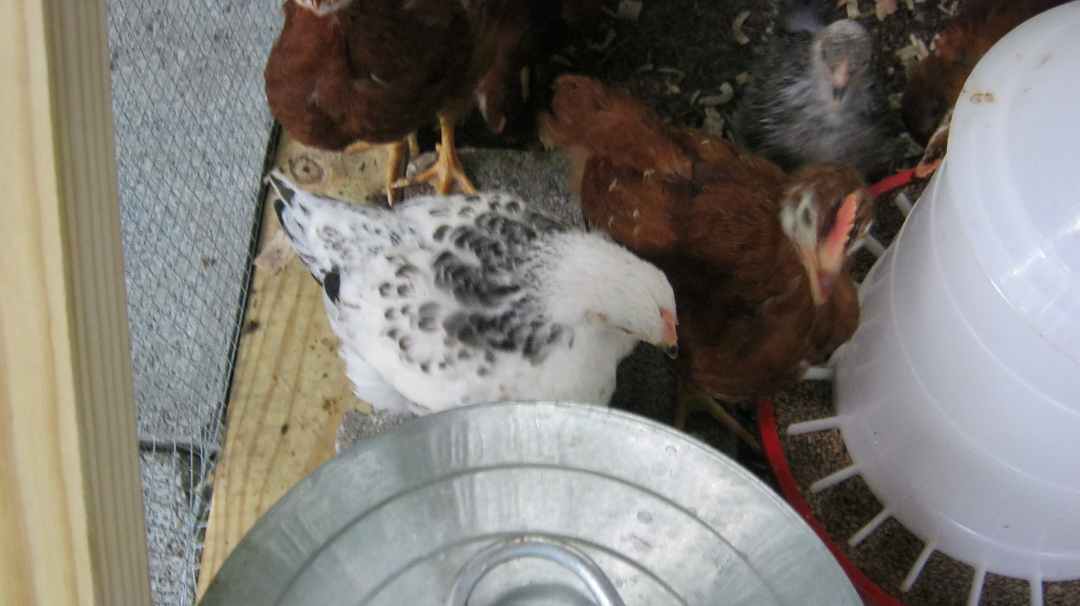 Worrying that Rosemary could be a rooster.