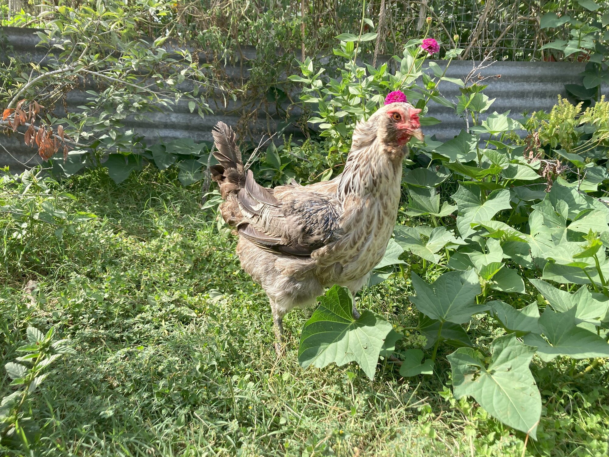 (Worst) Chicken Molt 33a.jpg