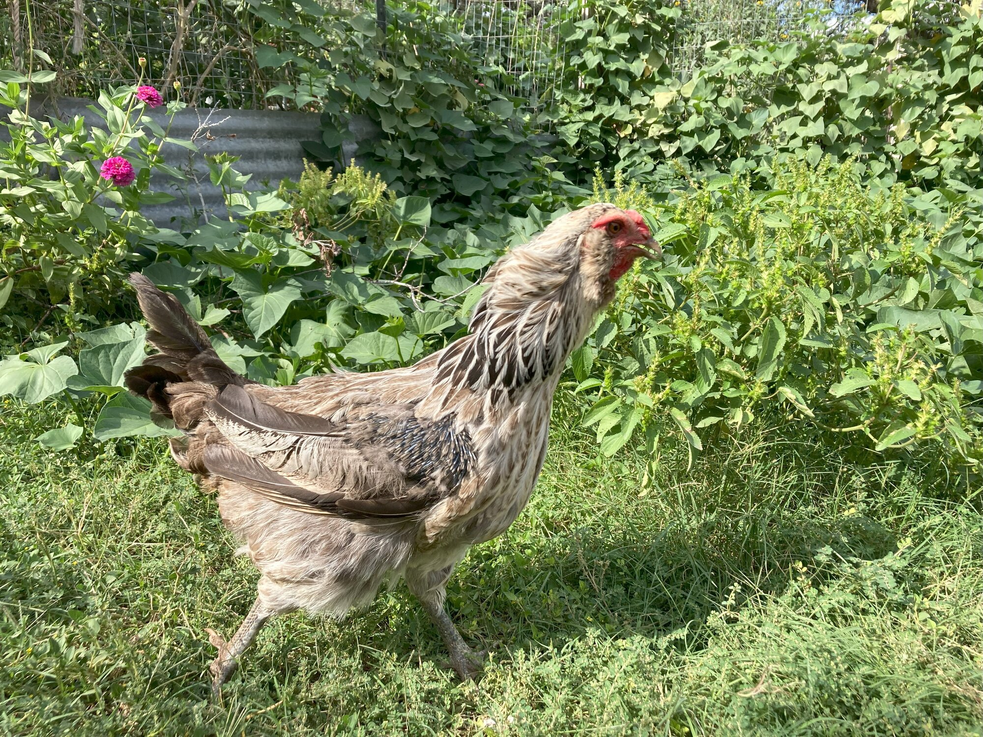(Worst) Chicken Molt 33b.jpg