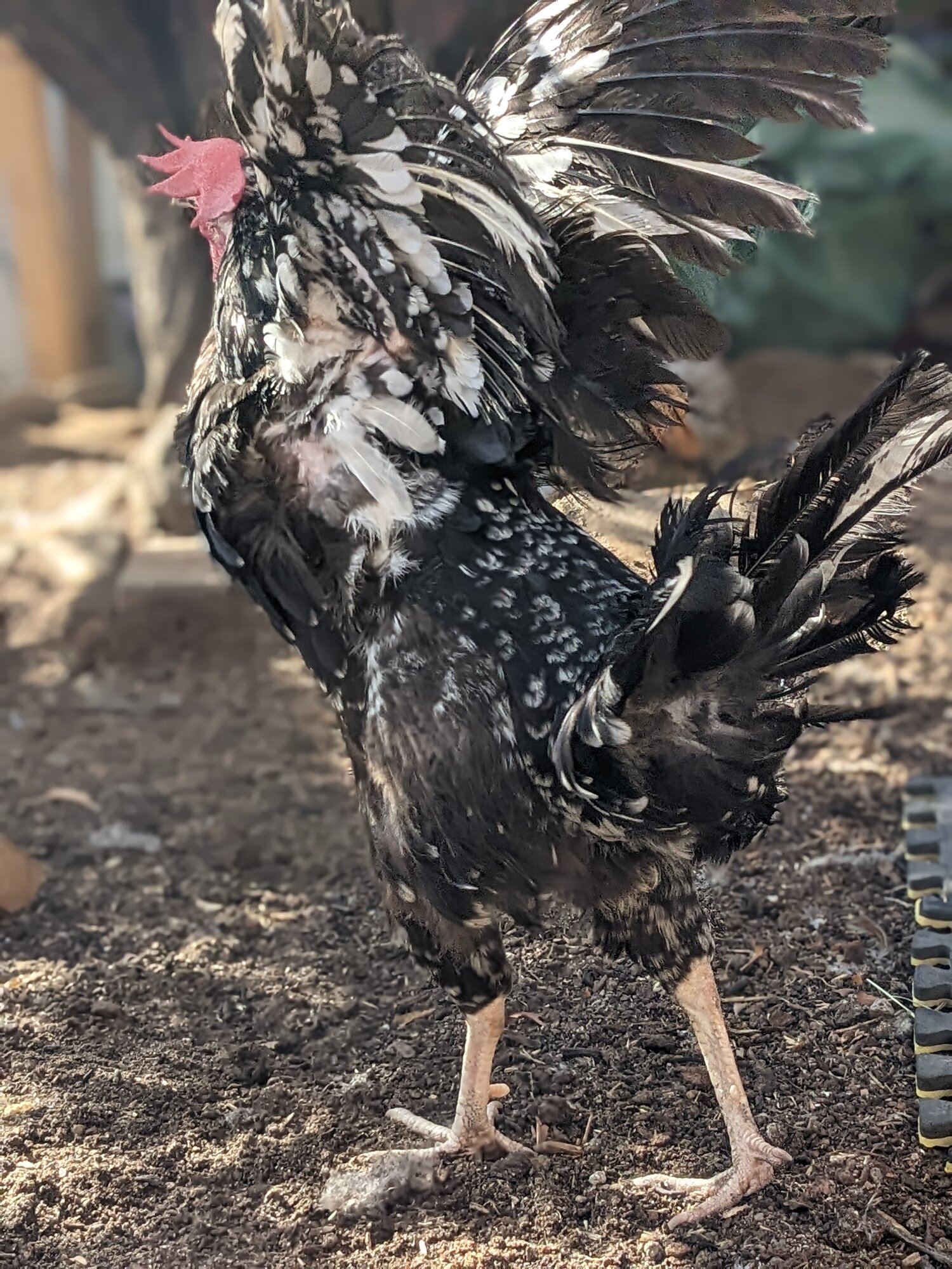 (Worst) Chicken Molt 36a.jpg