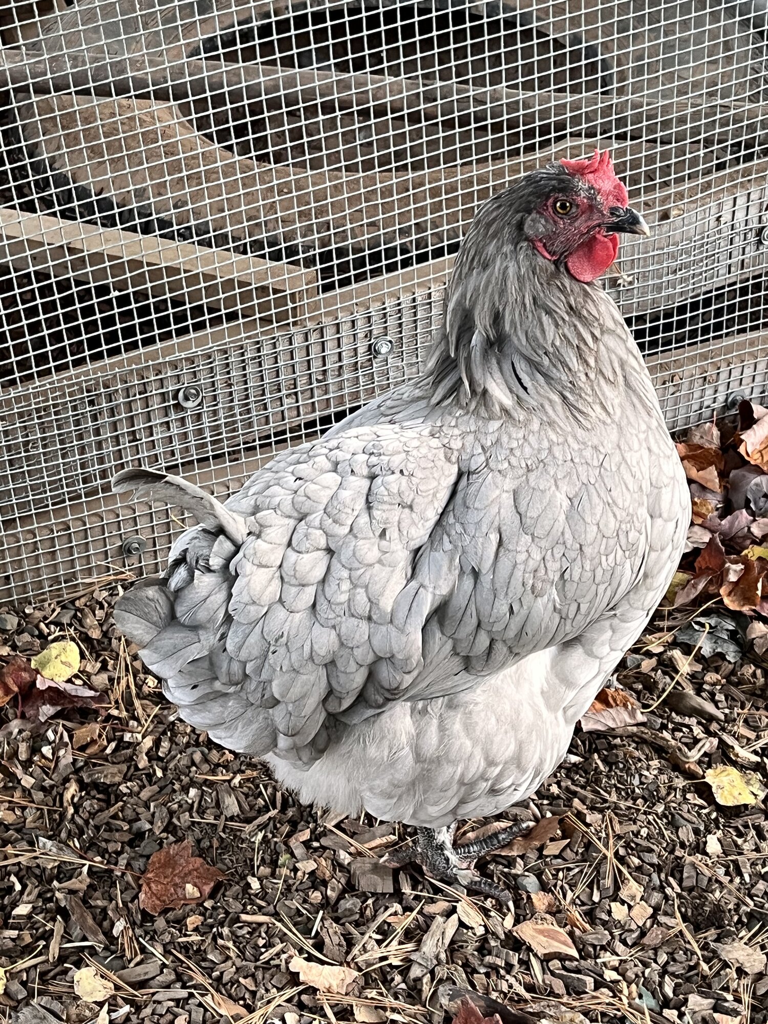 (Worst) Chicken Molt 37.jpg