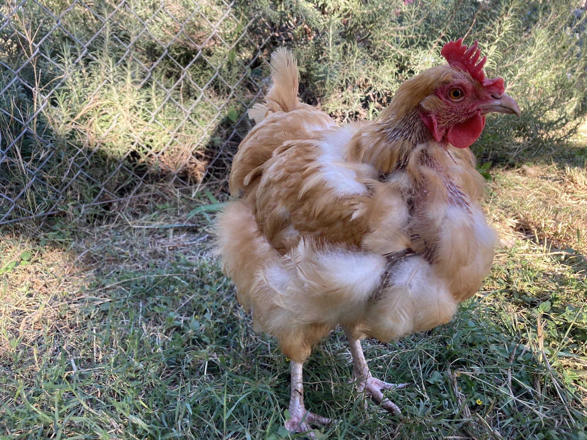 (Worst) Chicken Molt 39b.jpg