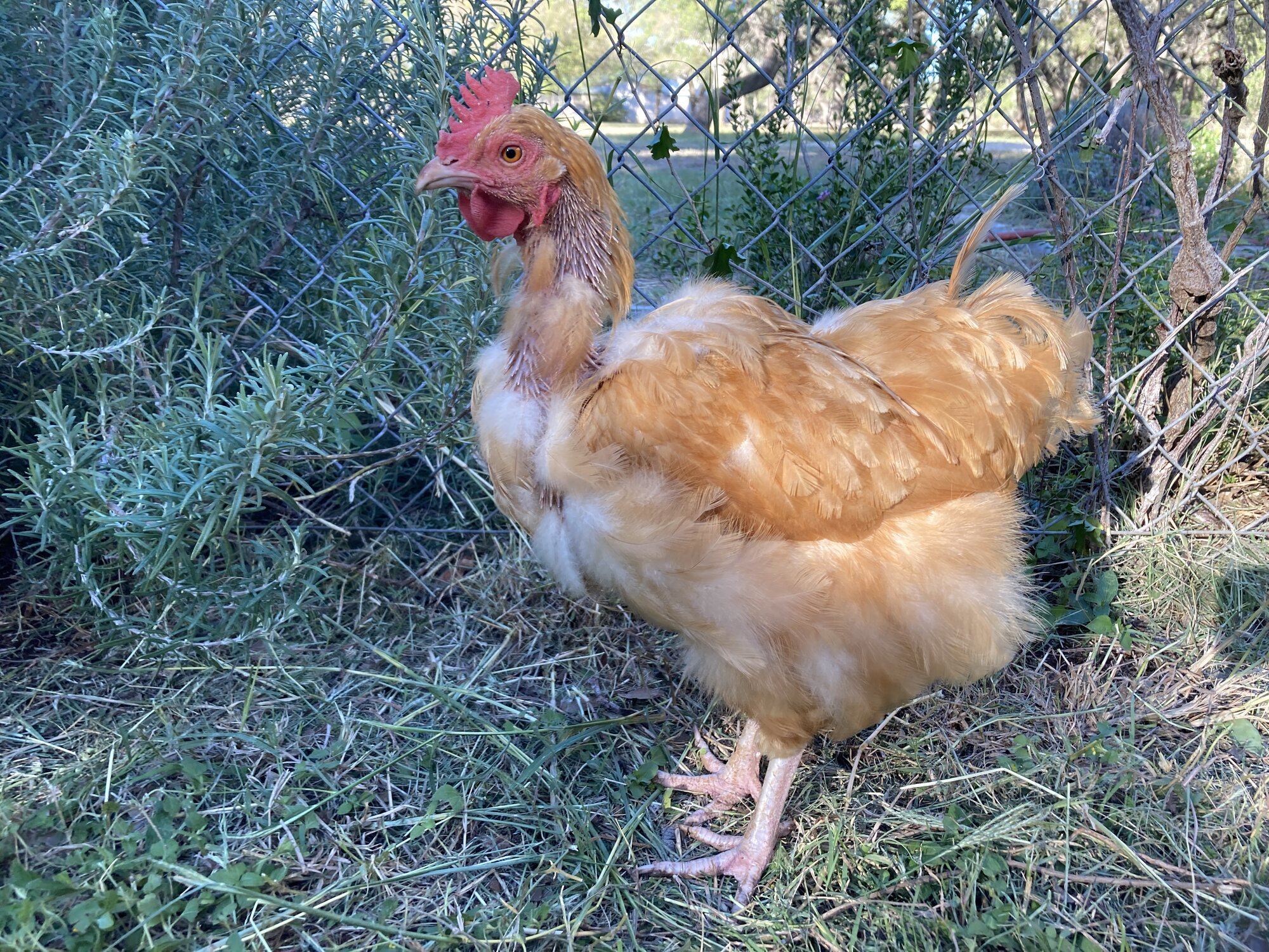 (Worst) Chicken Molt 39d.jpg