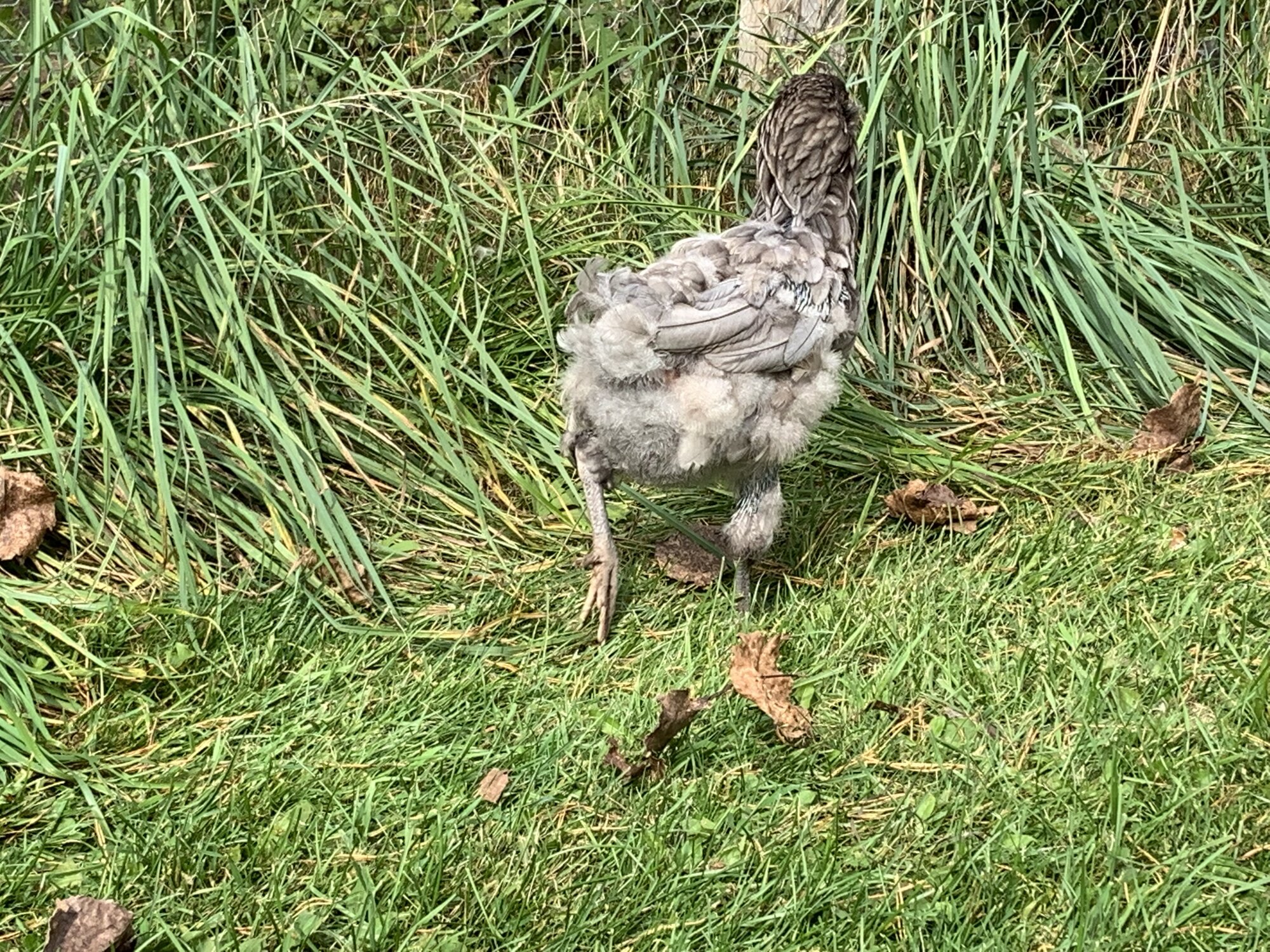 (Worst) Chicken Molt 40b.jpg