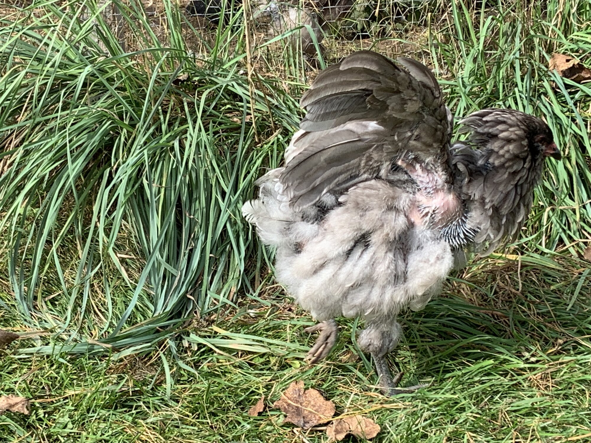 (Worst) Chicken Molt 40c.jpg
