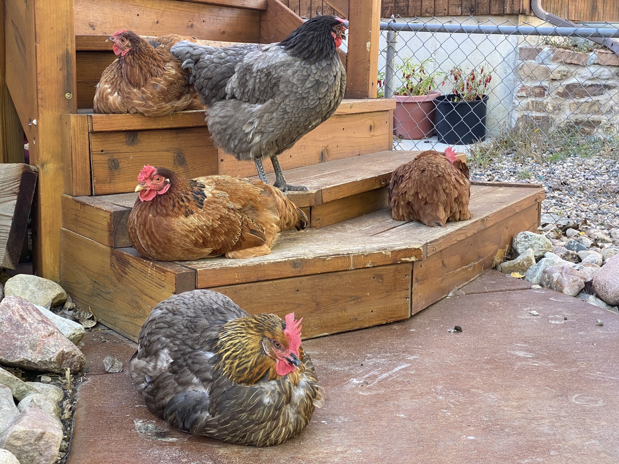 (Worst) Chicken Molt 44b.jpg