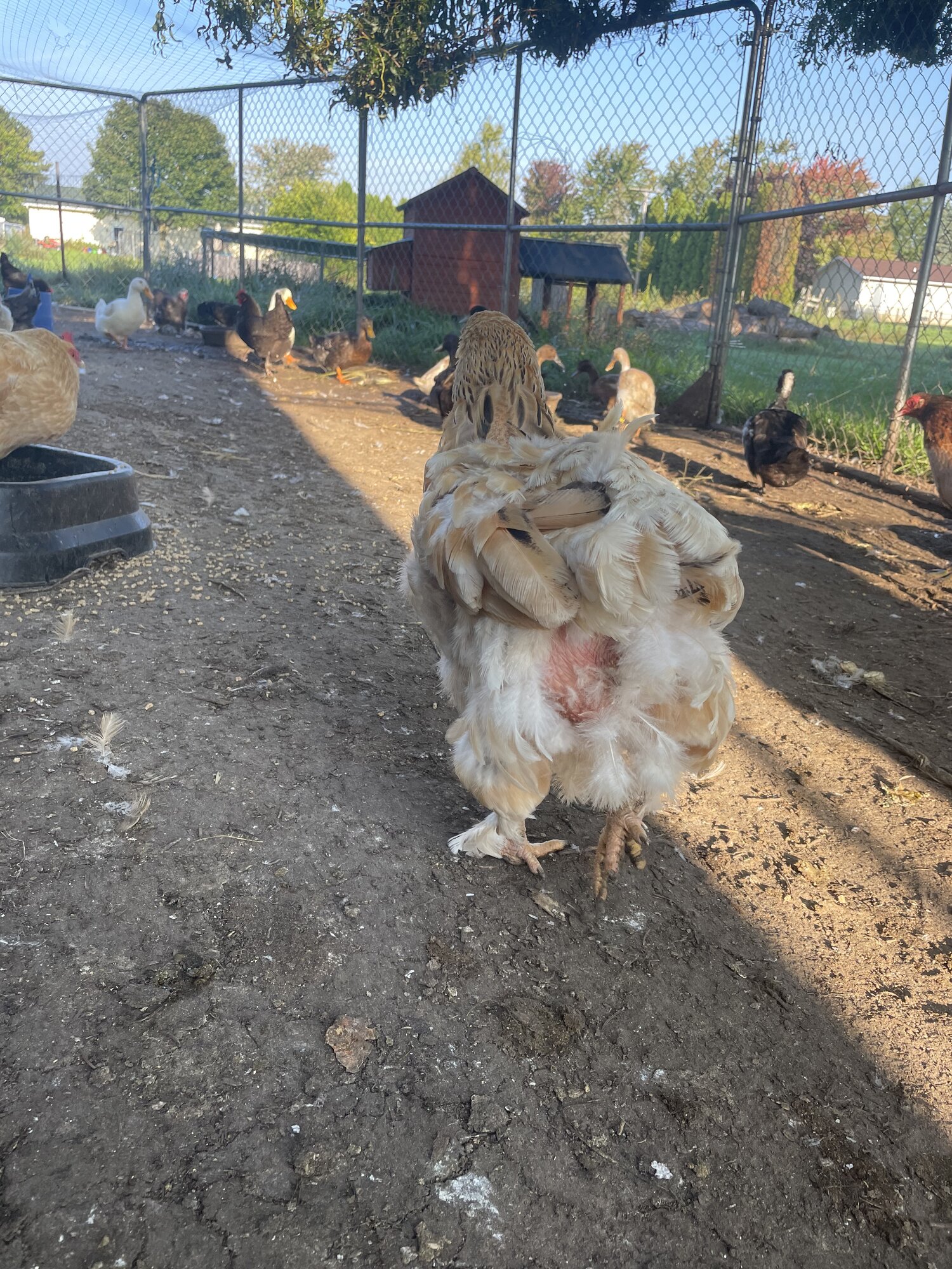 (Worst) Chicken Molt 45c.jpg