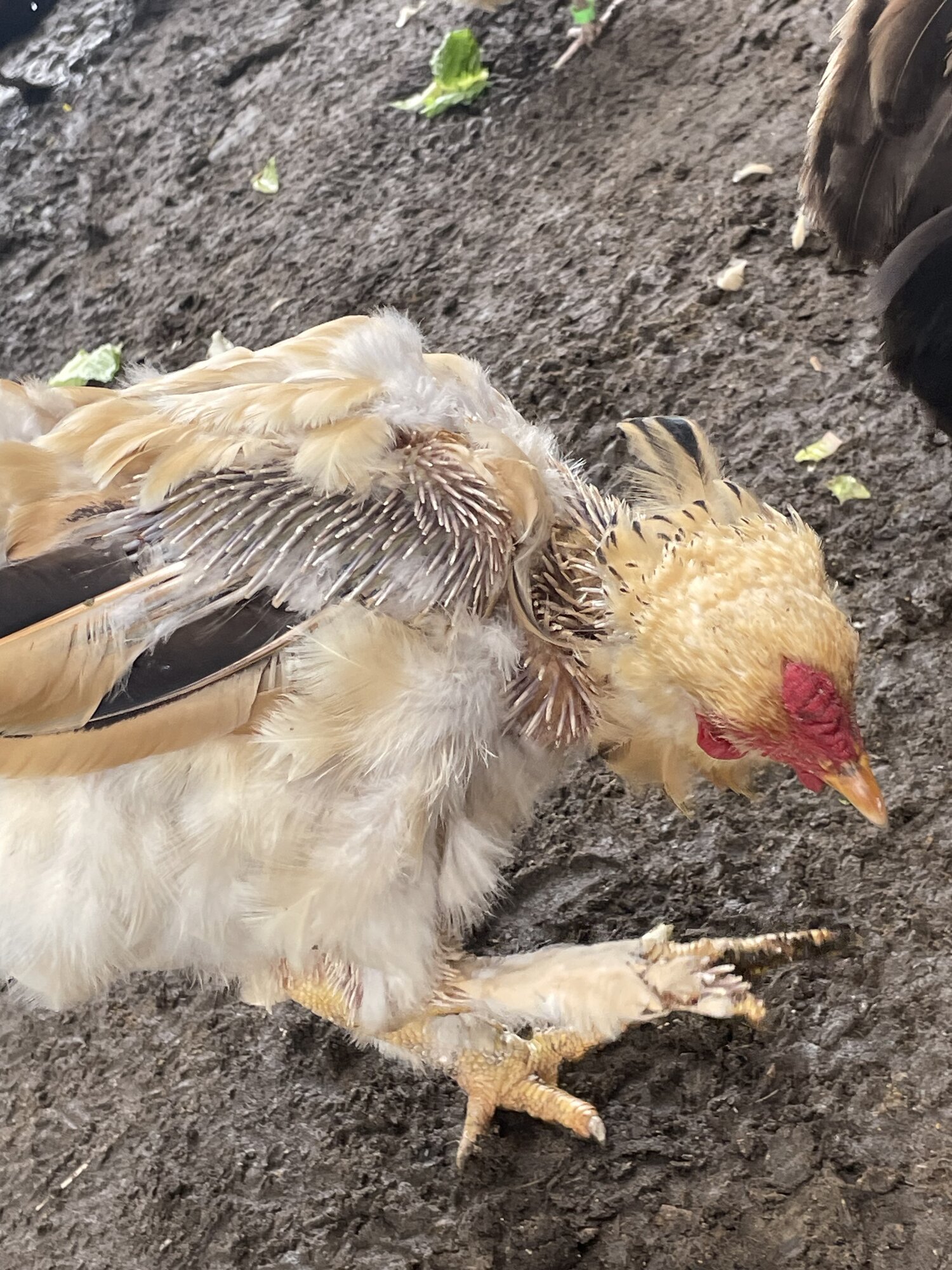 (Worst) Chicken Molt 45cc.jpg