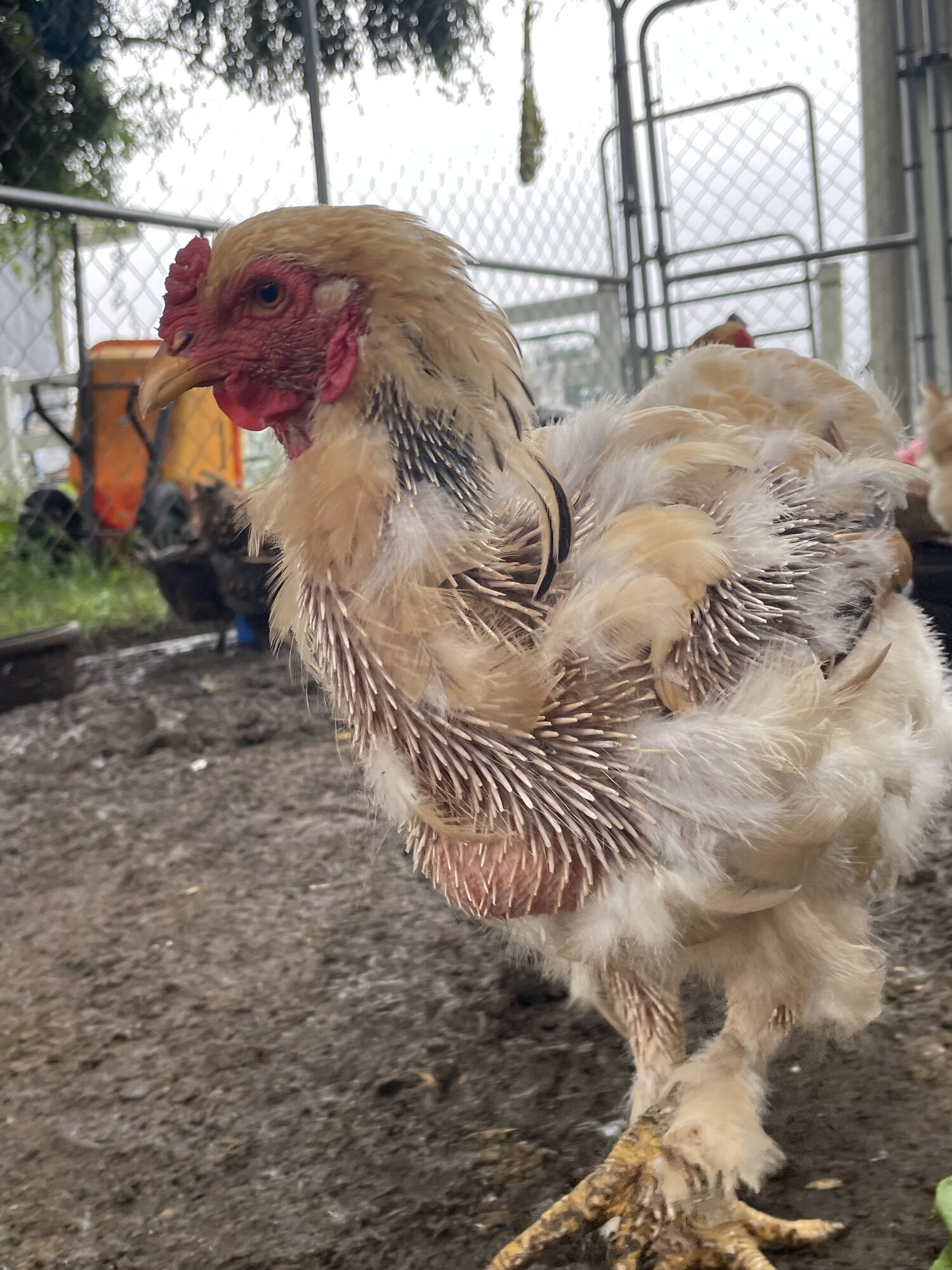 (Worst) Chicken Molt 45ee.jpg