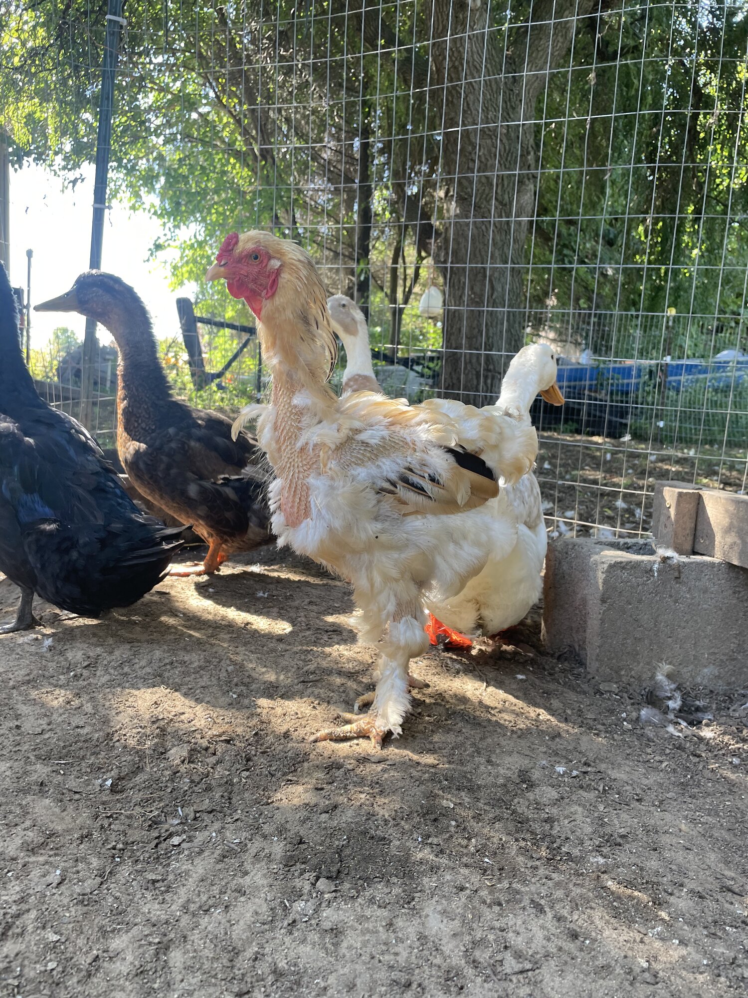 (Worst) Chicken Molt 45f.jpg