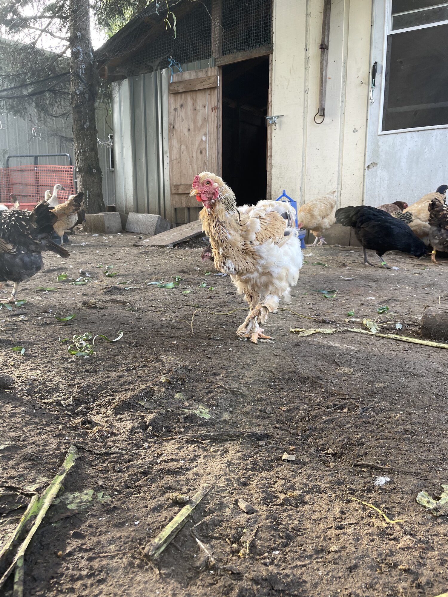 (Worst) Chicken Molt 45k.jpg