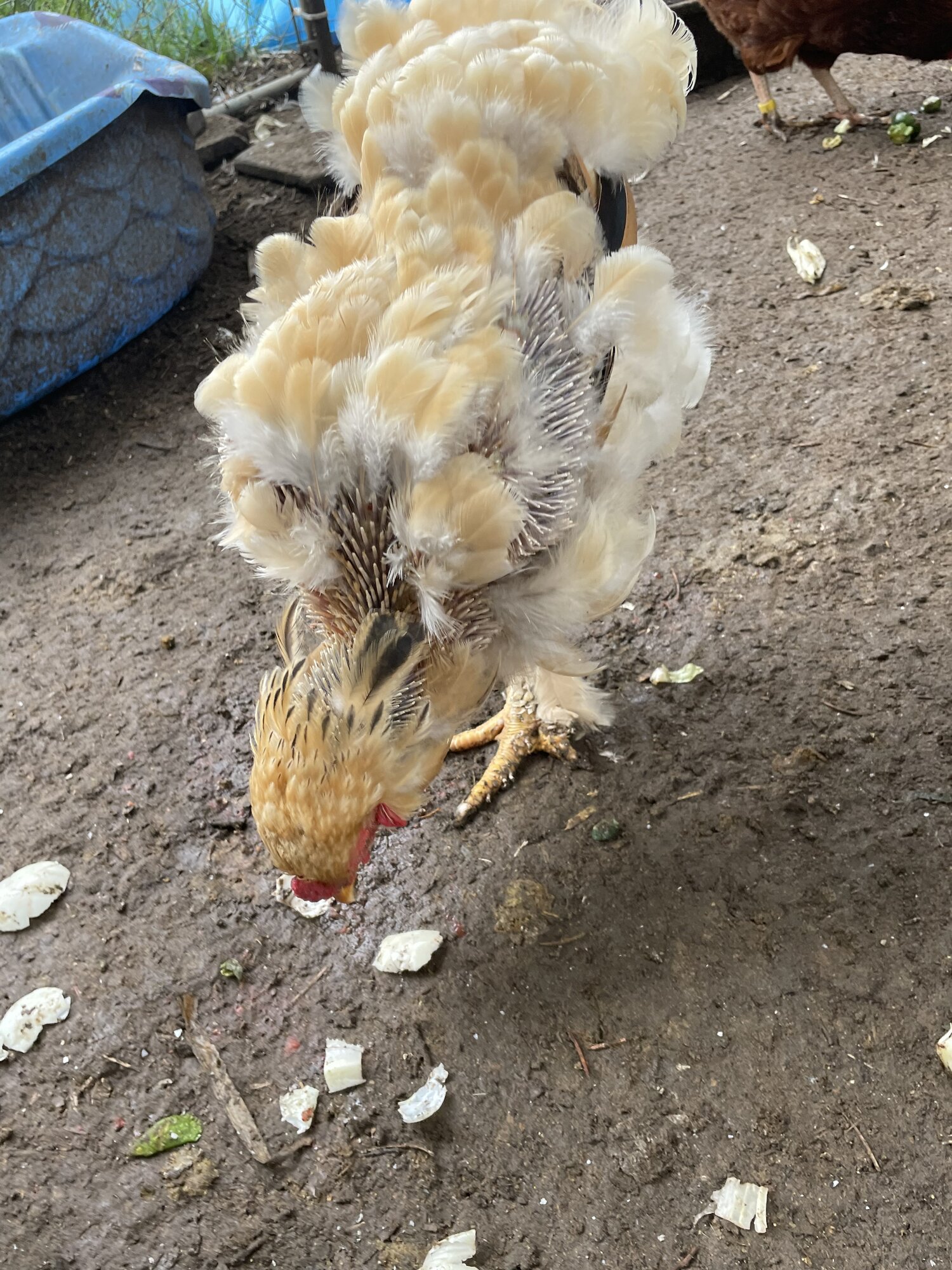 (Worst) Chicken Molt 45v.jpg