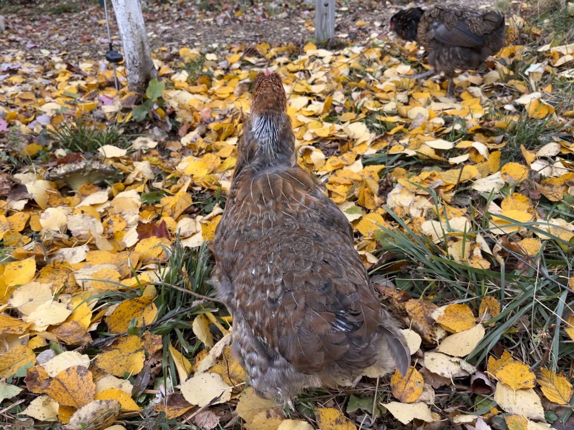 (Worst) Chicken Molt 46.jpg