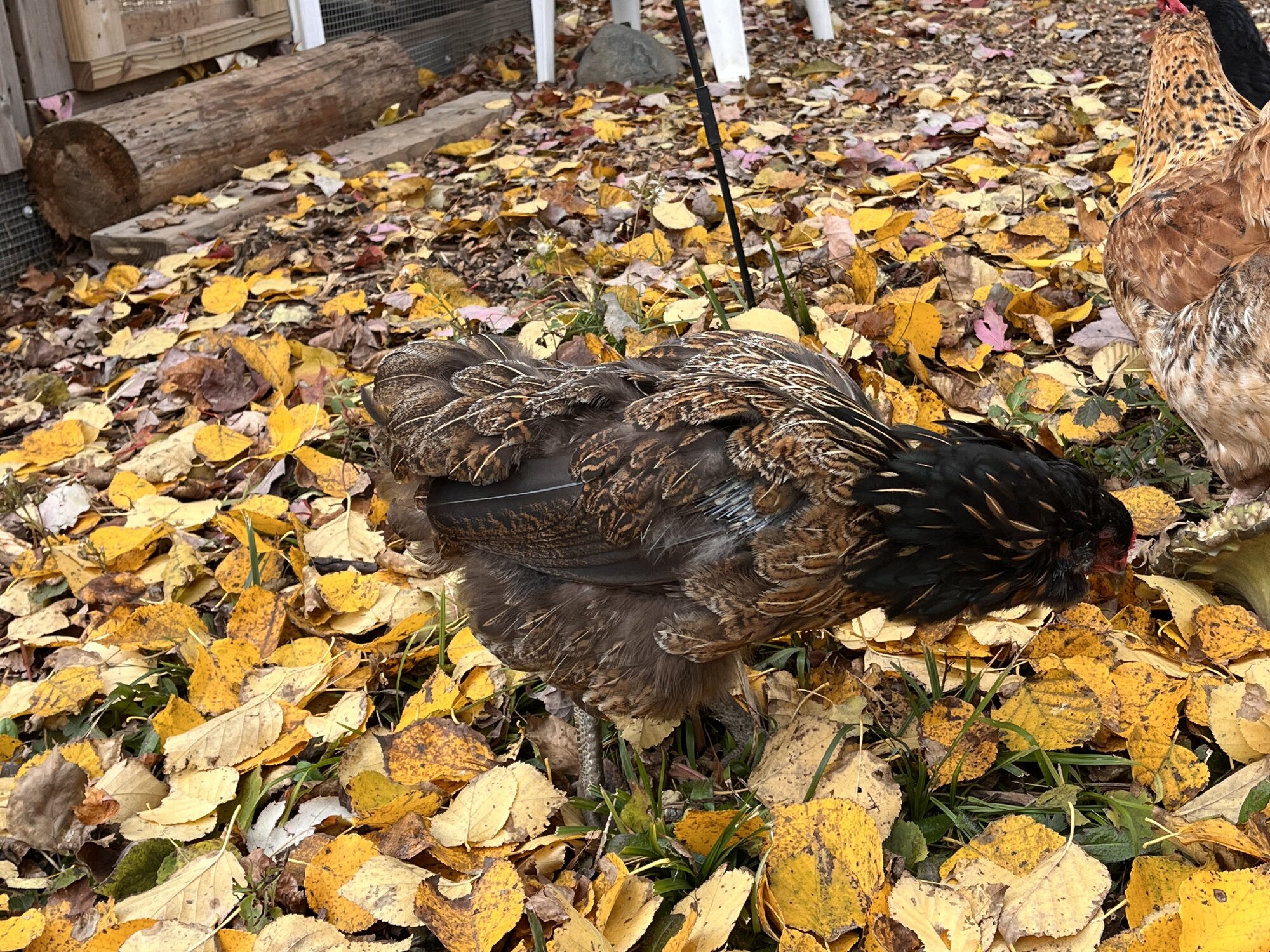 (Worst) Chicken Molt 47.jpg