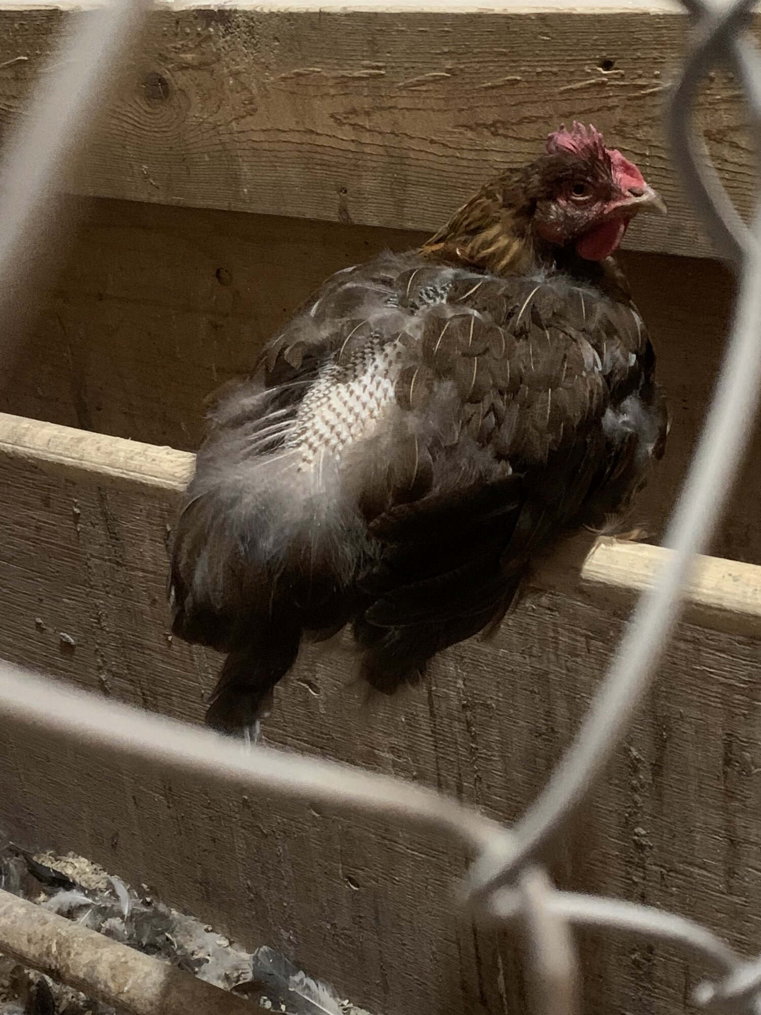 (Worst) Chicken Molt 48.jpg