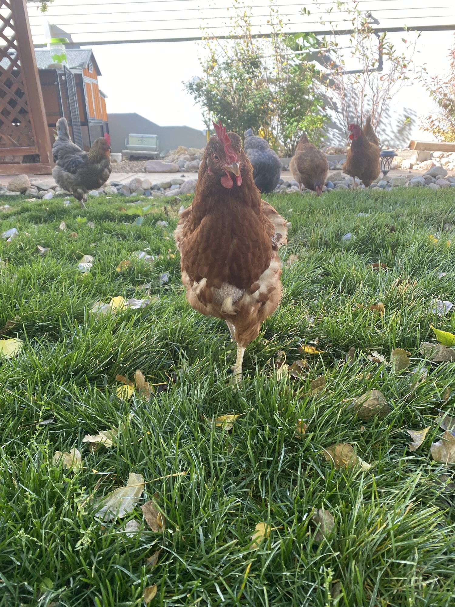 (Worst) Chicken Molt 49b.jpg