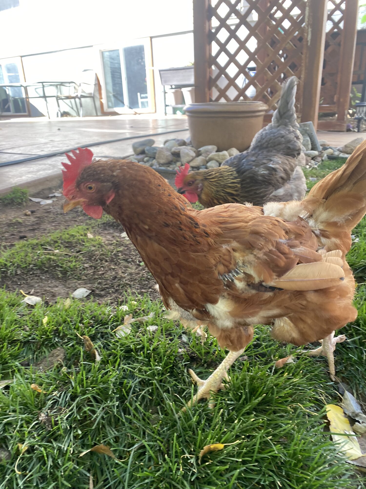 (Worst) Chicken Molt 49c.jpg