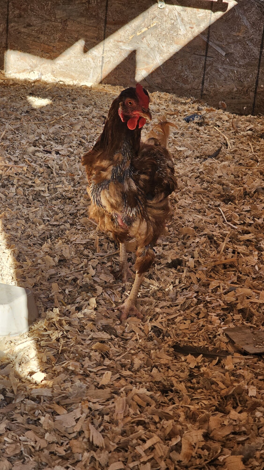 (Worst) Chicken Molt 50b.jpg