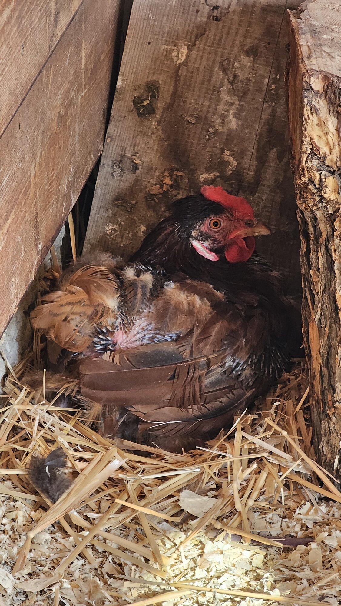 (Worst) Chicken Molt 50c.jpg