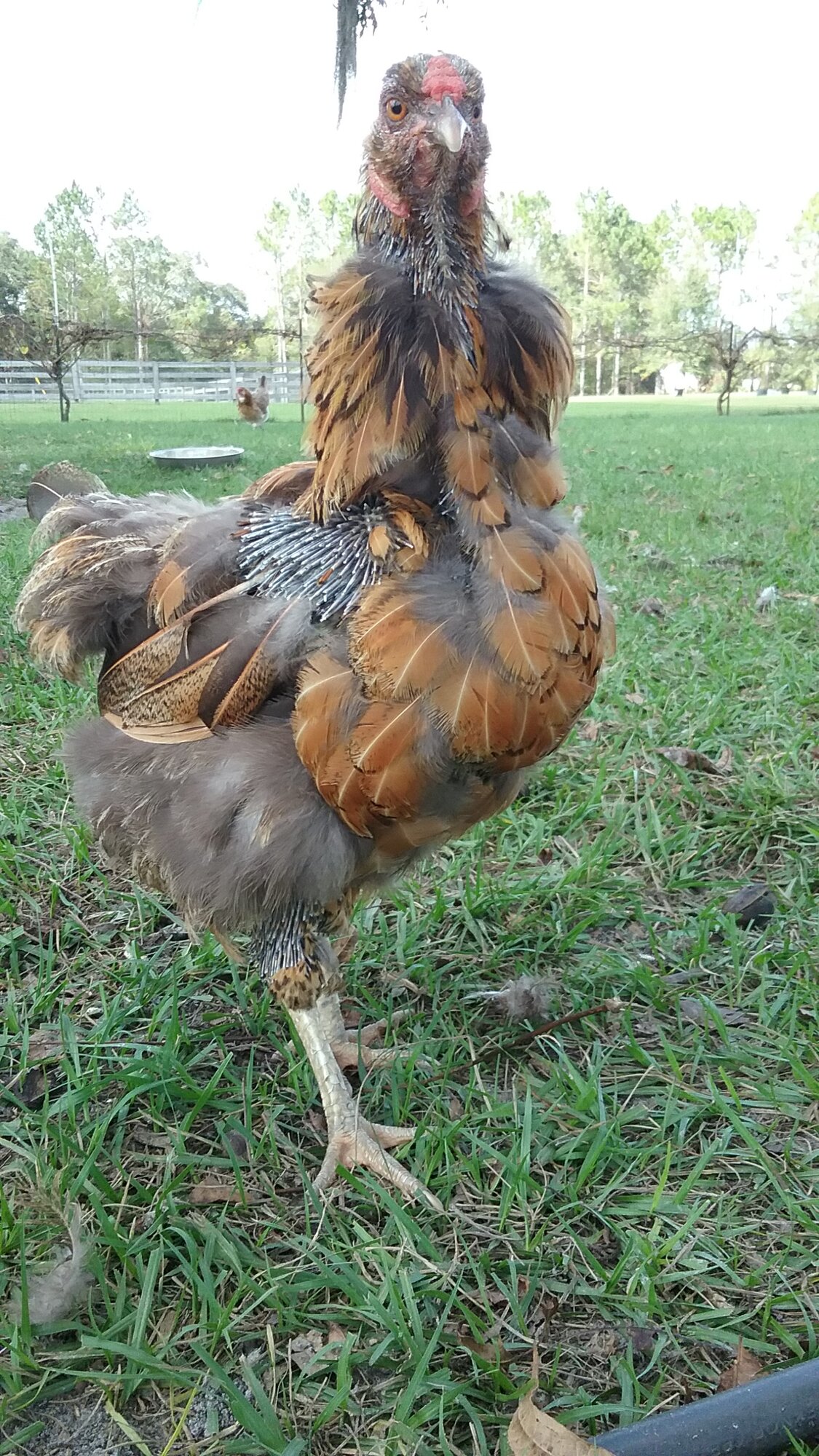(Worst) Chicken Molt 51b.jpg