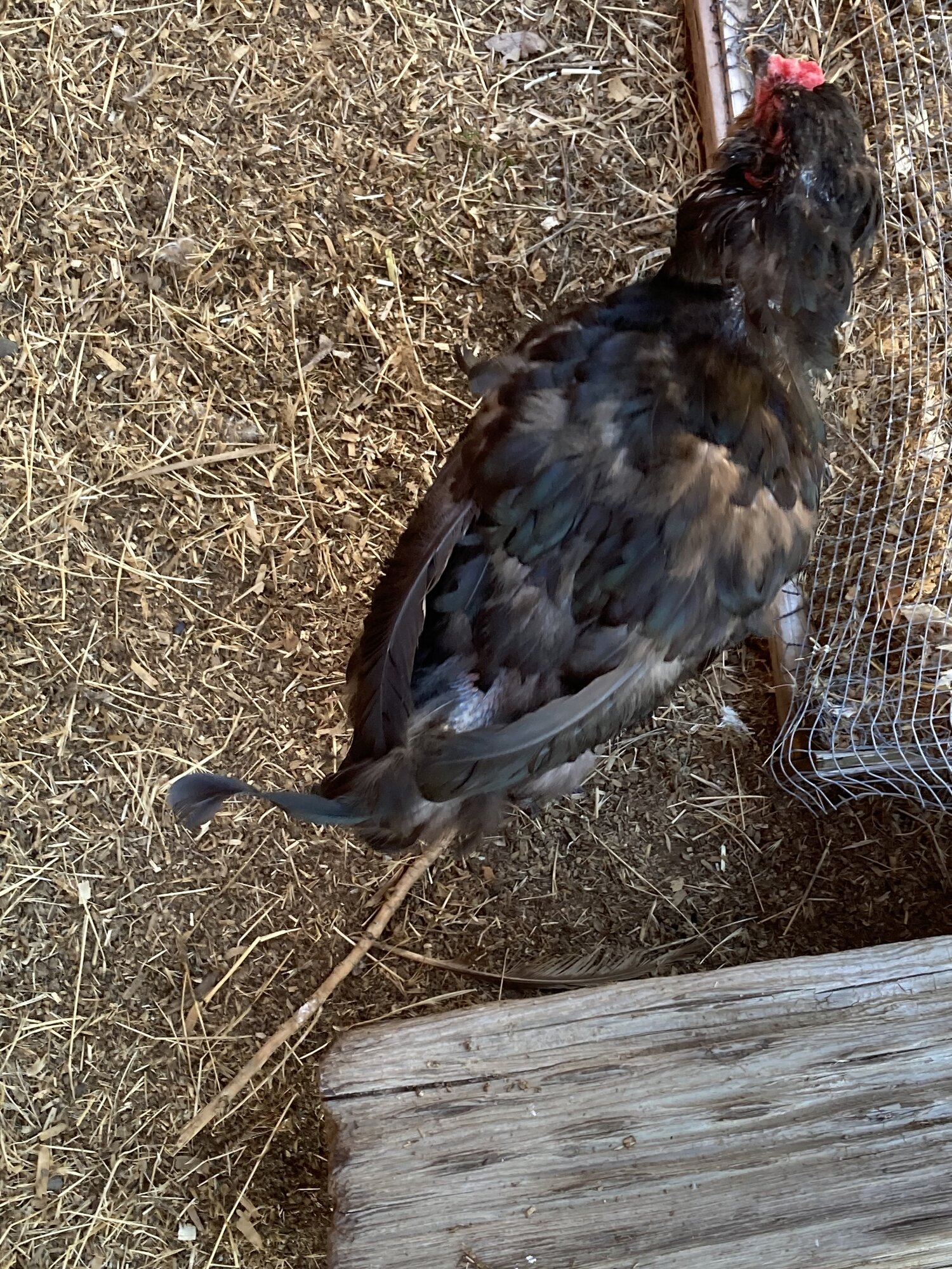 (Worst) Chicken Molt 53b.jpg