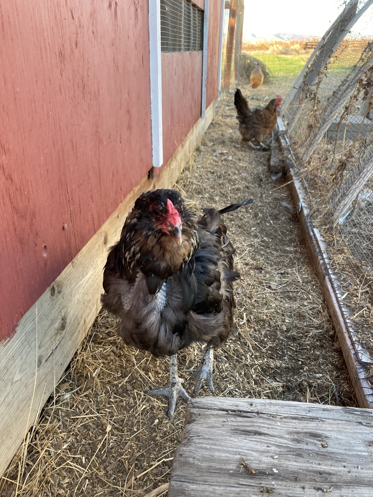 (Worst) Chicken Molt 53c.jpg
