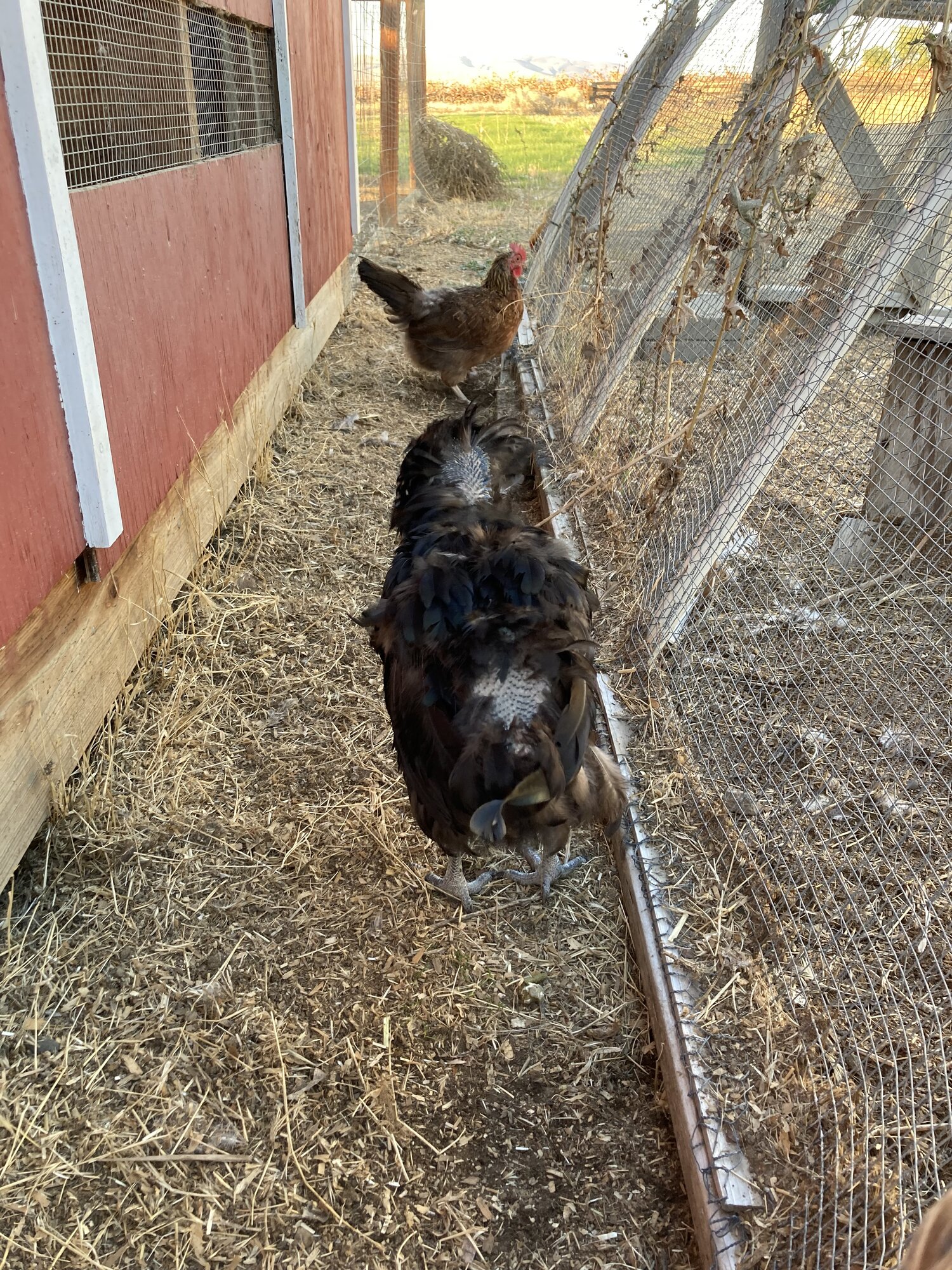 (Worst) Chicken Molt 53d.jpg