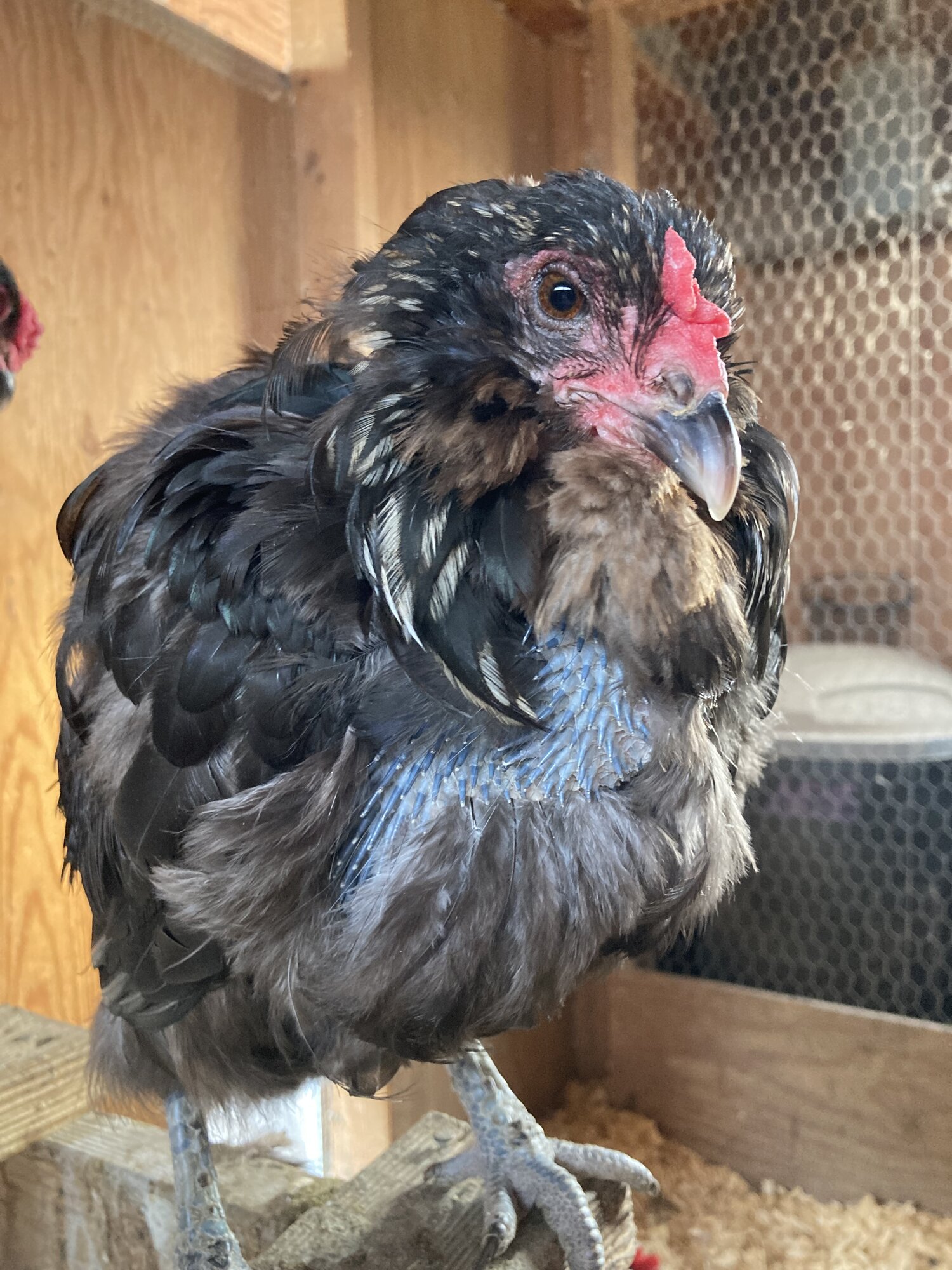 (Worst) Chicken Molt 53h.jpg BackYard Chickens Learn How to Raise