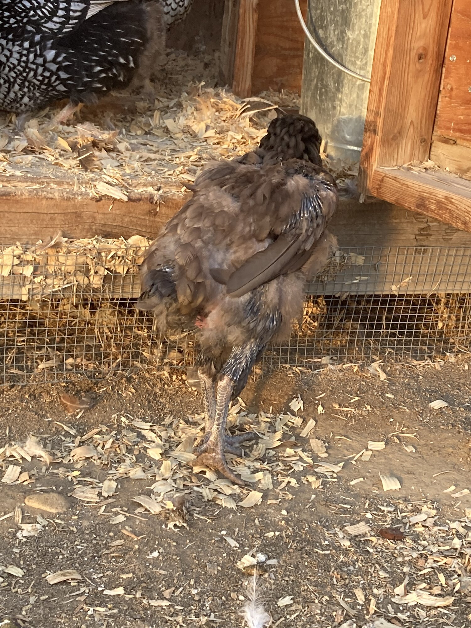 (Worst) Chicken Molt 64e.jpg BackYard Chickens Learn How to Raise