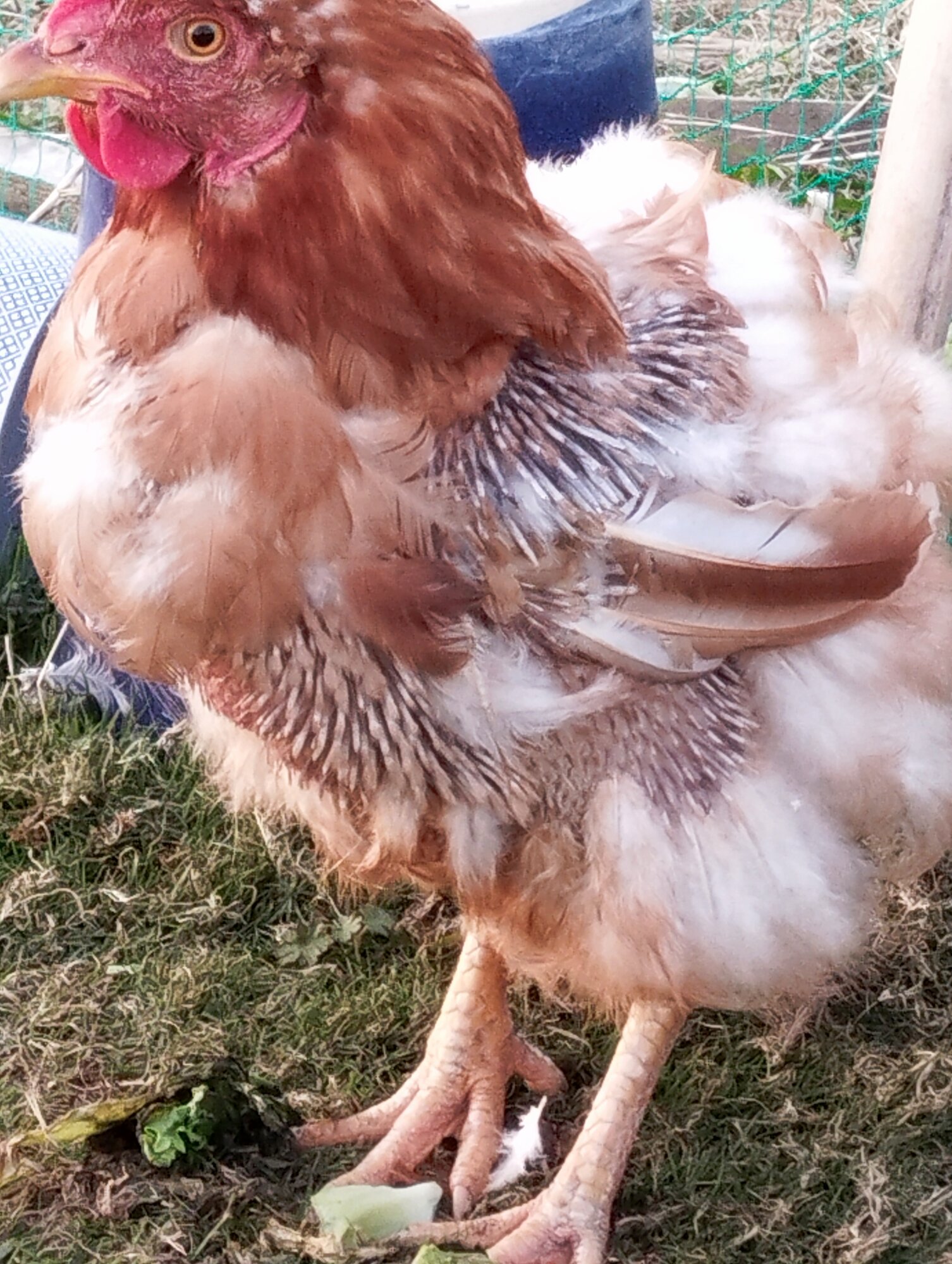 (Worst) Chicken Molt 65a.jpg BackYard Chickens Learn How to Raise