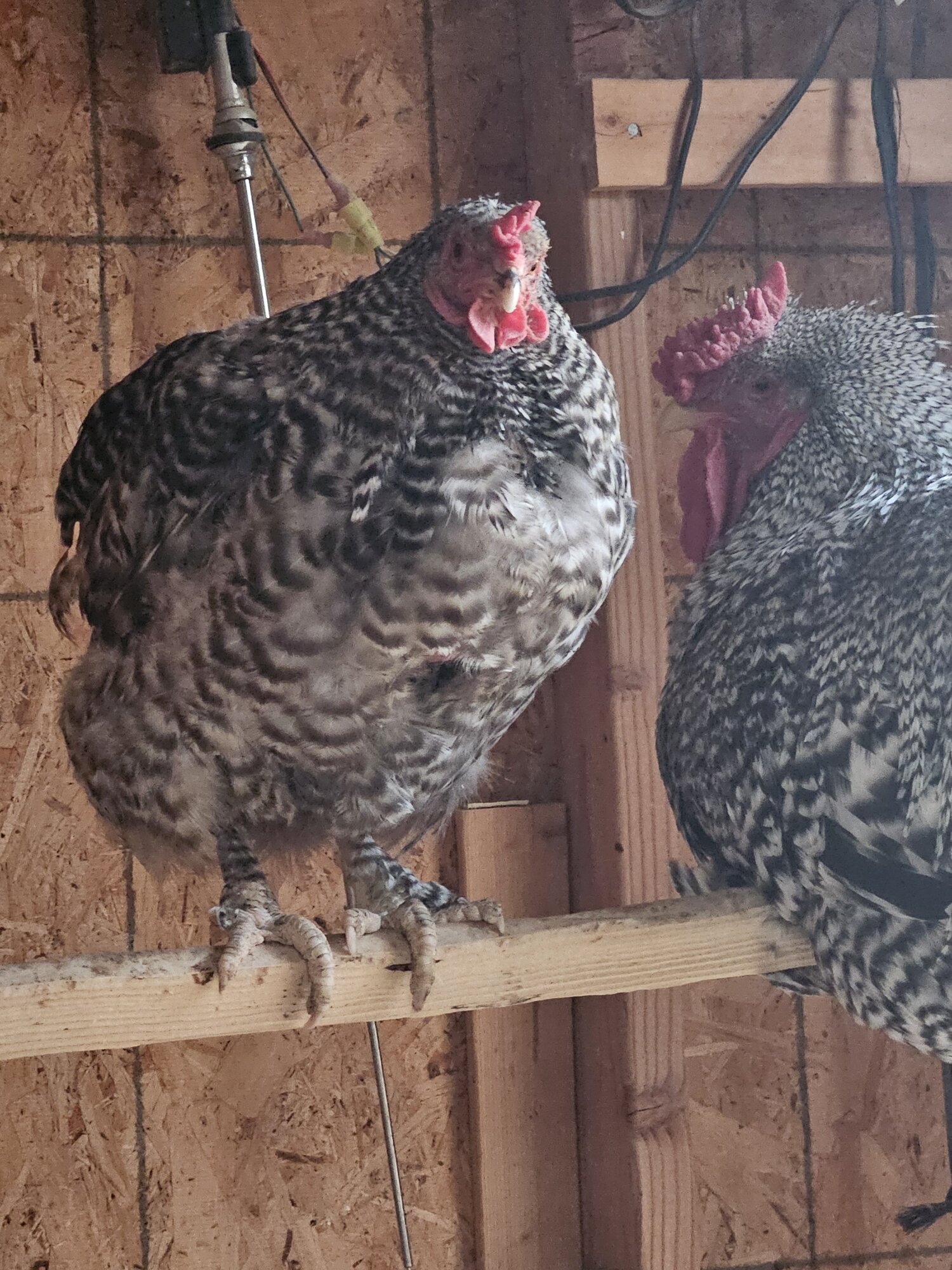 (Worst) Chicken Molt 68.jpg BackYard Chickens Learn How to Raise Chickens