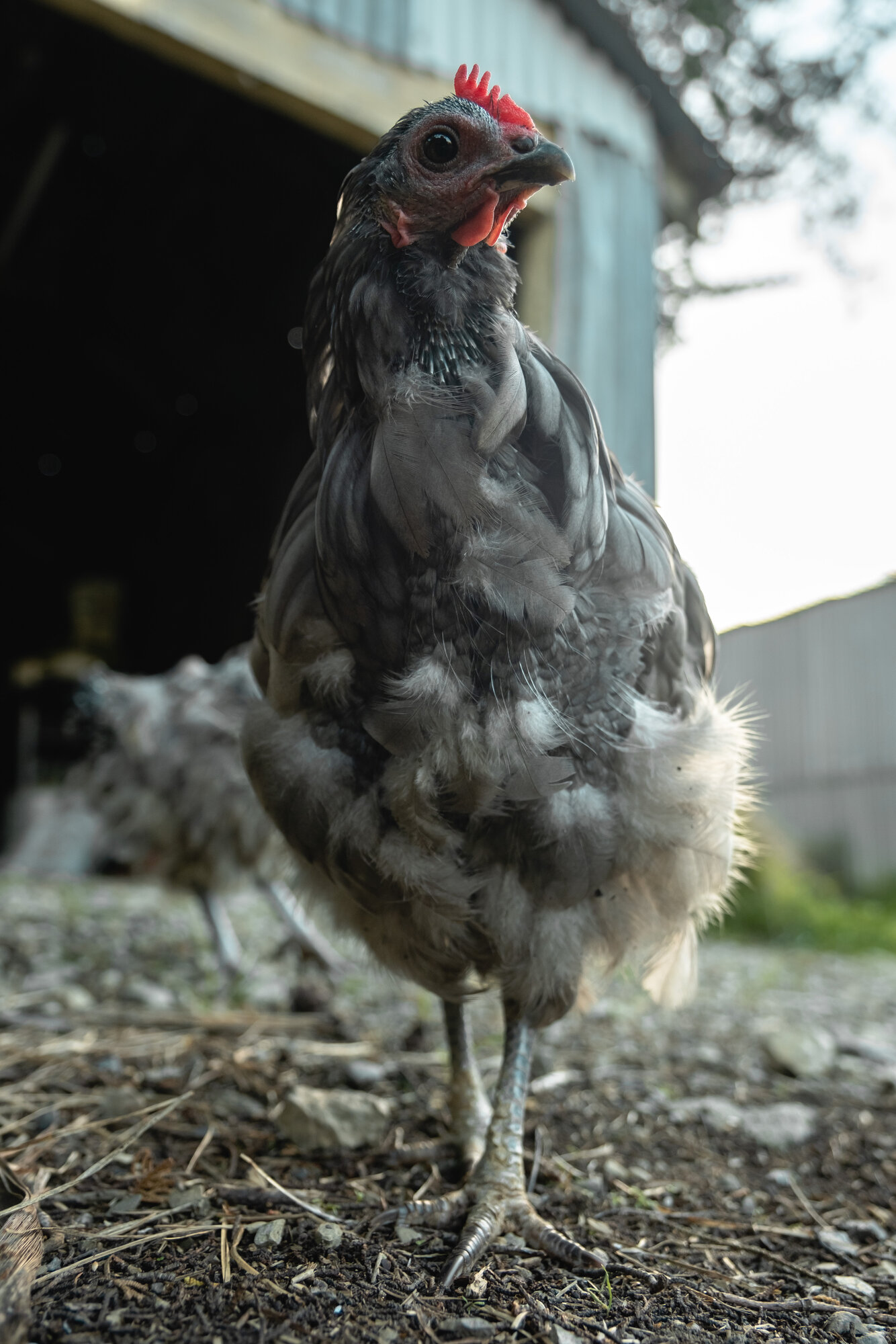 (Worst) Chicken Molt 7.jpg BackYard Chickens Learn How to Raise