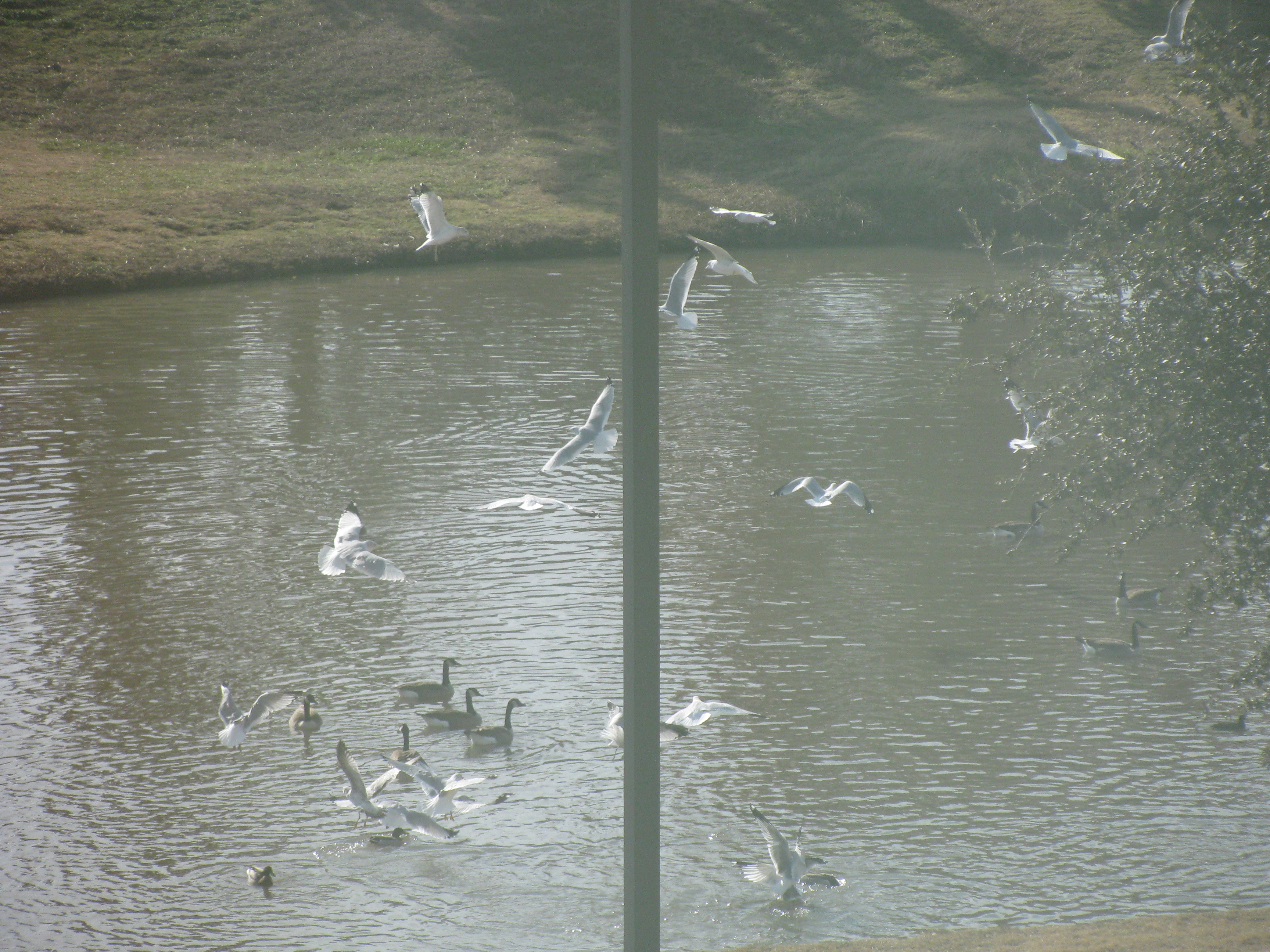 wow, attack seagulls