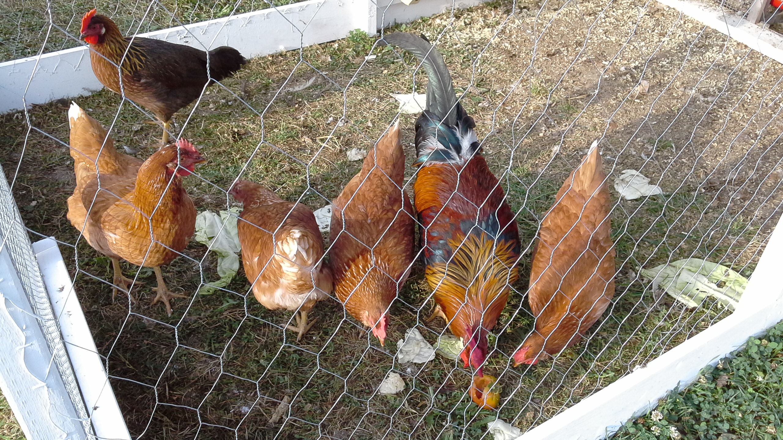 Wow, my chickens sure have grown! This is a picture at 18 weeks old.