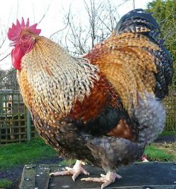 WOW!!!  Orpington Crele Legbar