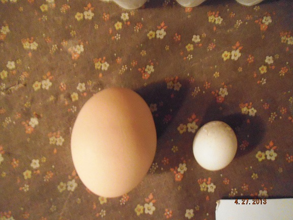 WOW! small duck egg and big chicken egg